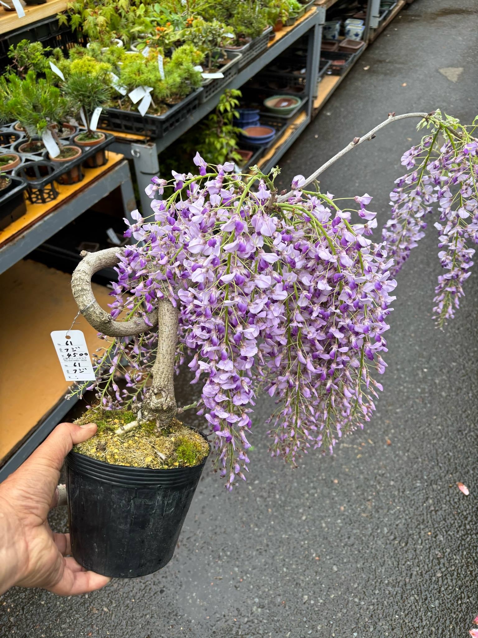 Wisteria floribunda