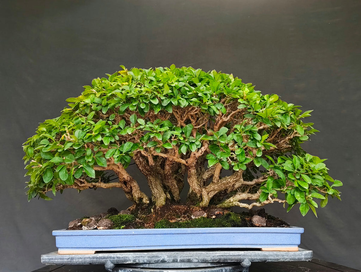 Ligustrum (100th Kokufu)