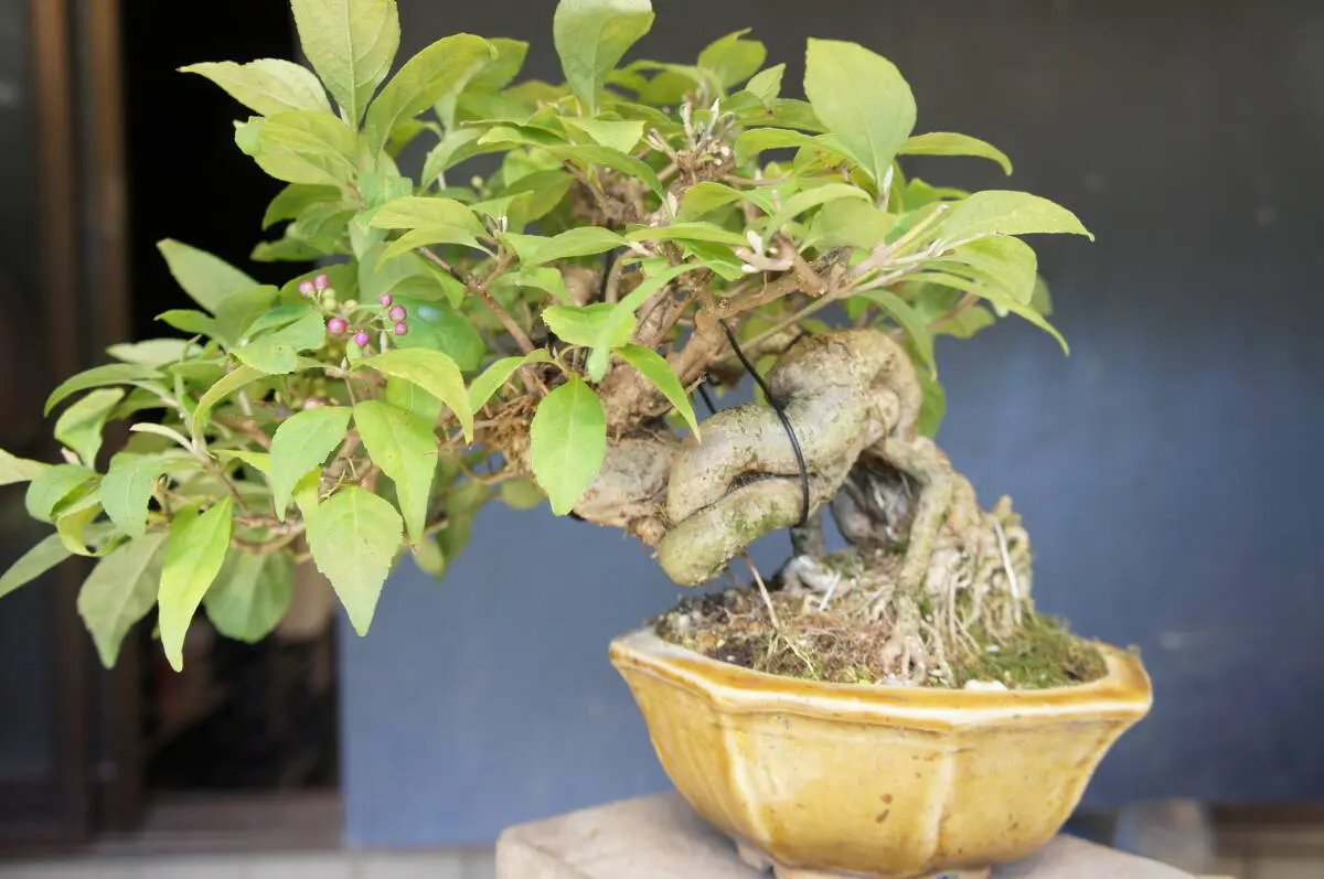 Callicarpa japonica Canada Bonsai