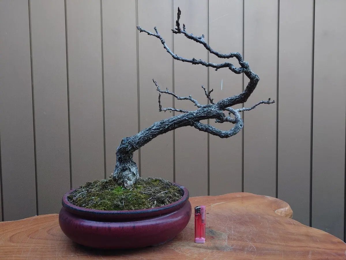 Wisteria floribunda Canada Bonsai