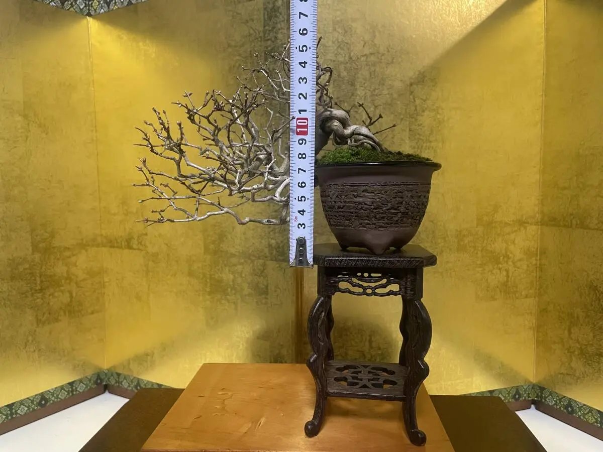 Lonicera Canada Bonsai