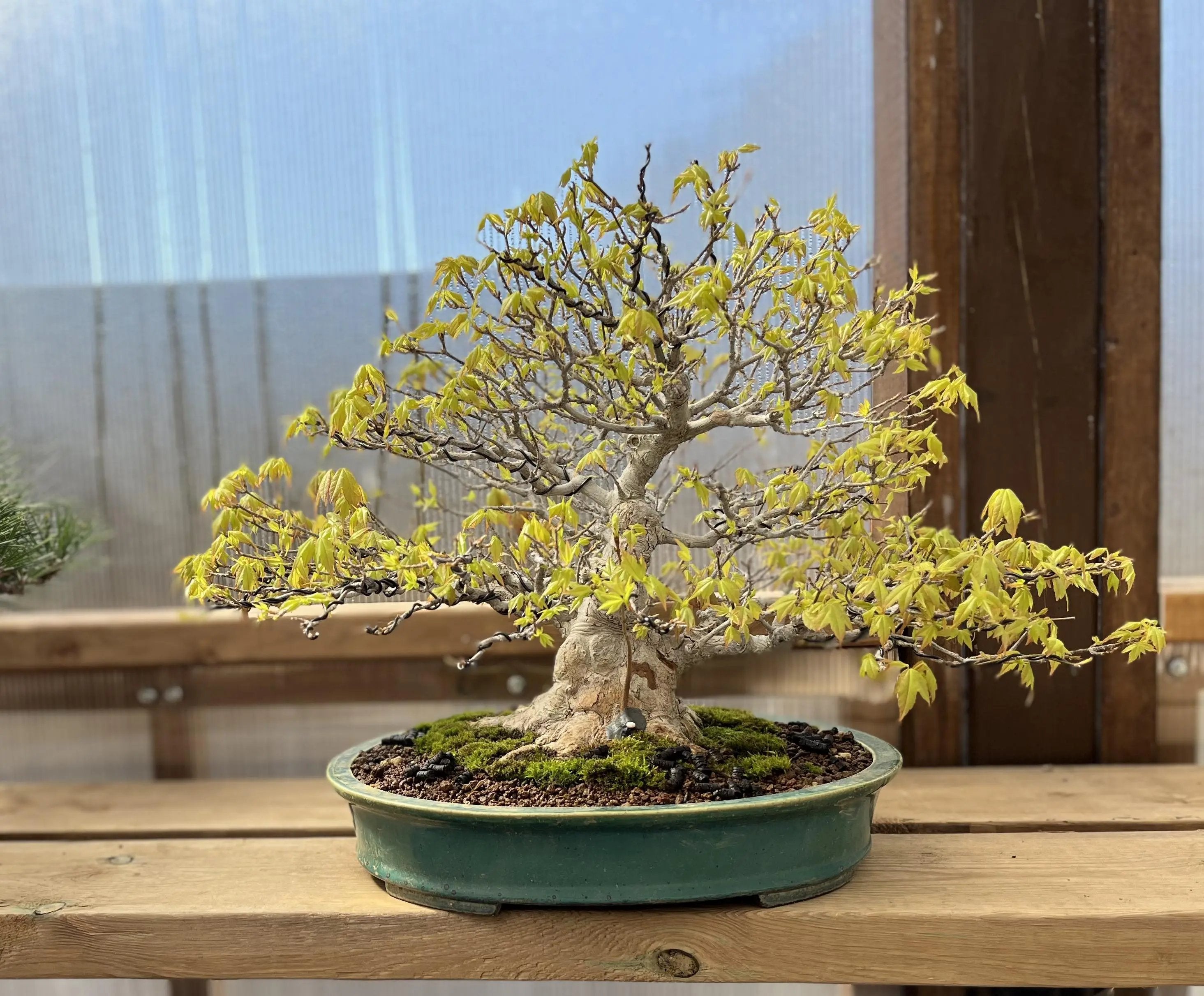 Acer buergerianum Canada Bonsai
