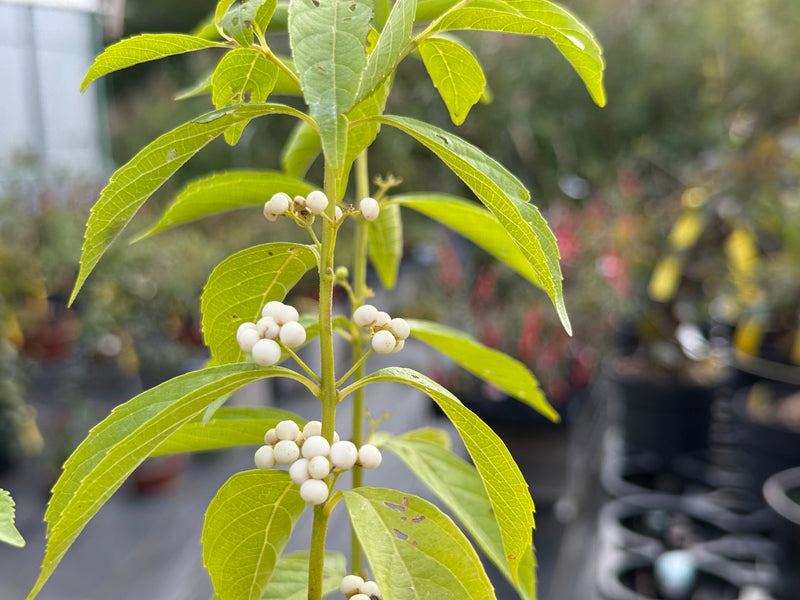 Callicarpa japonica (blanc)