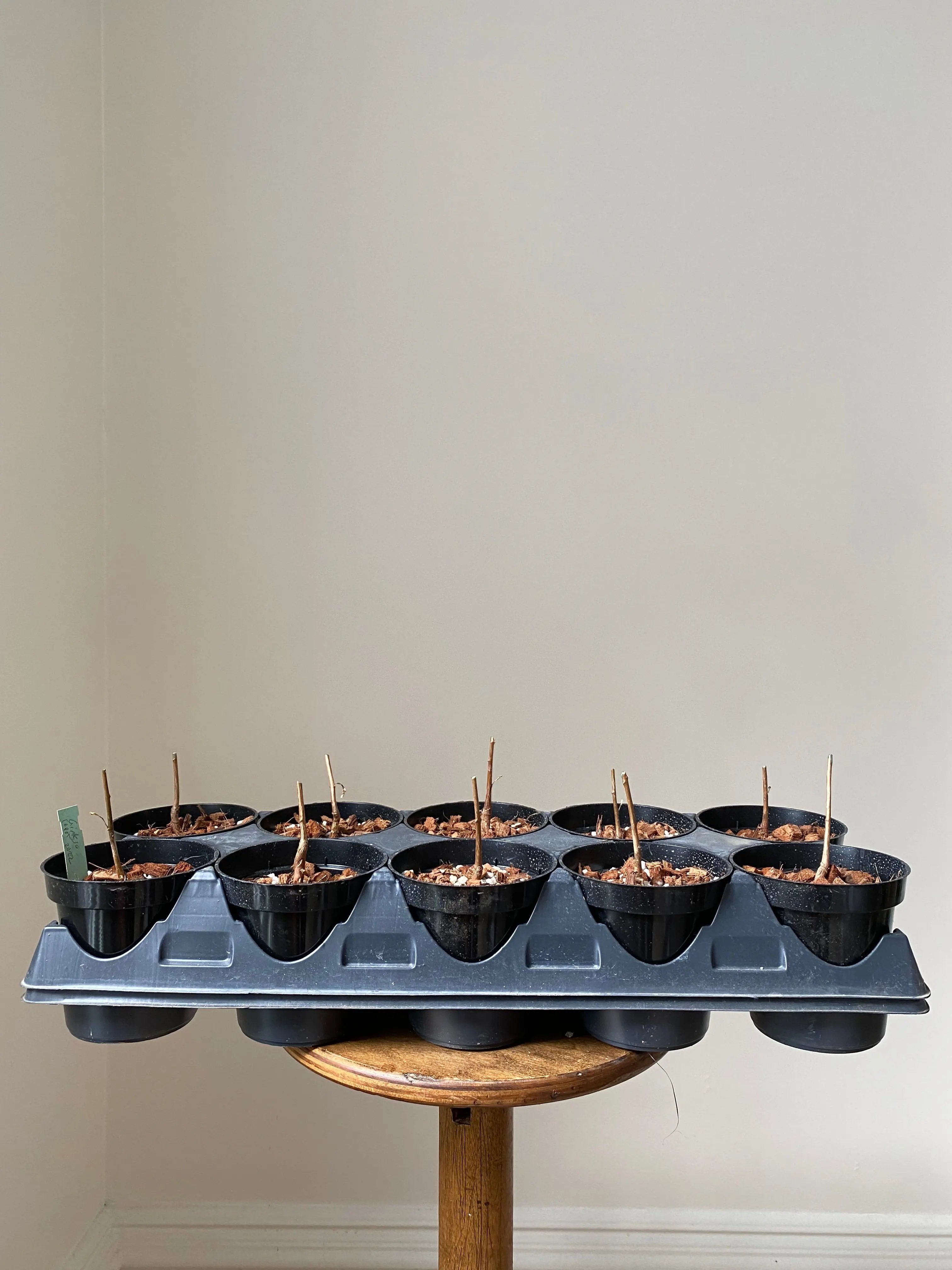 Ginkgo Canada Bonsai