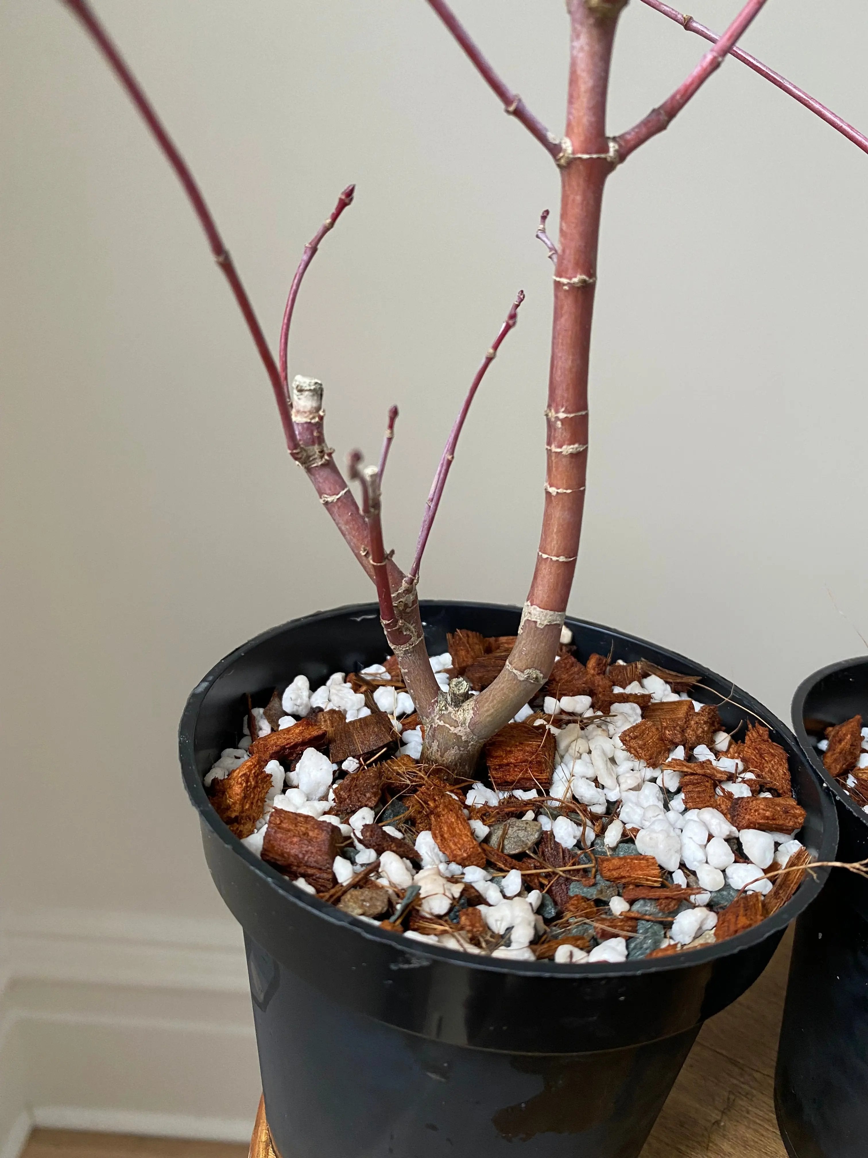 Japanese Maple 'Deshojo' Canada Bonsai