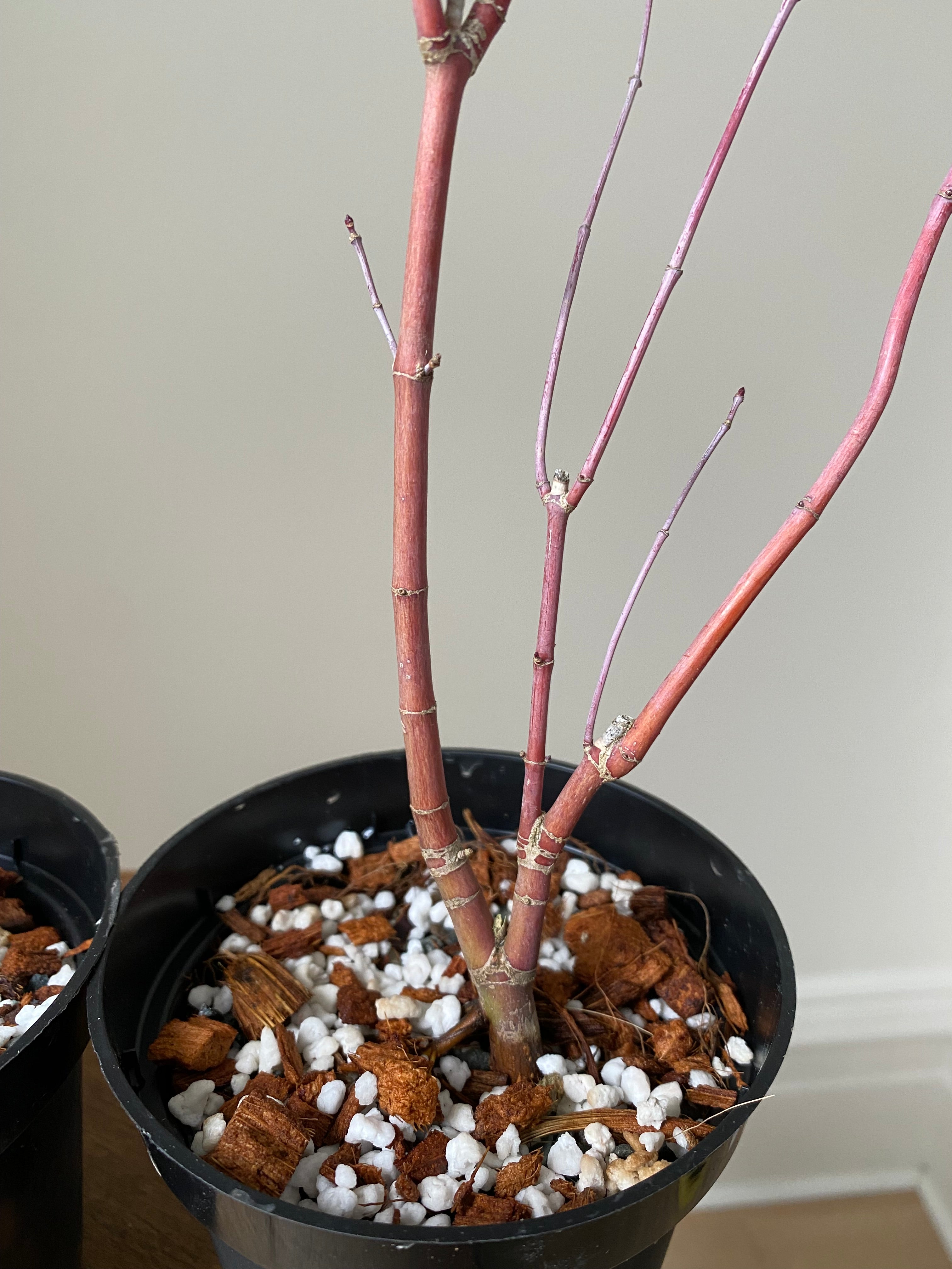 Acer palmatum 'Deshojo' (5 units) (2026)