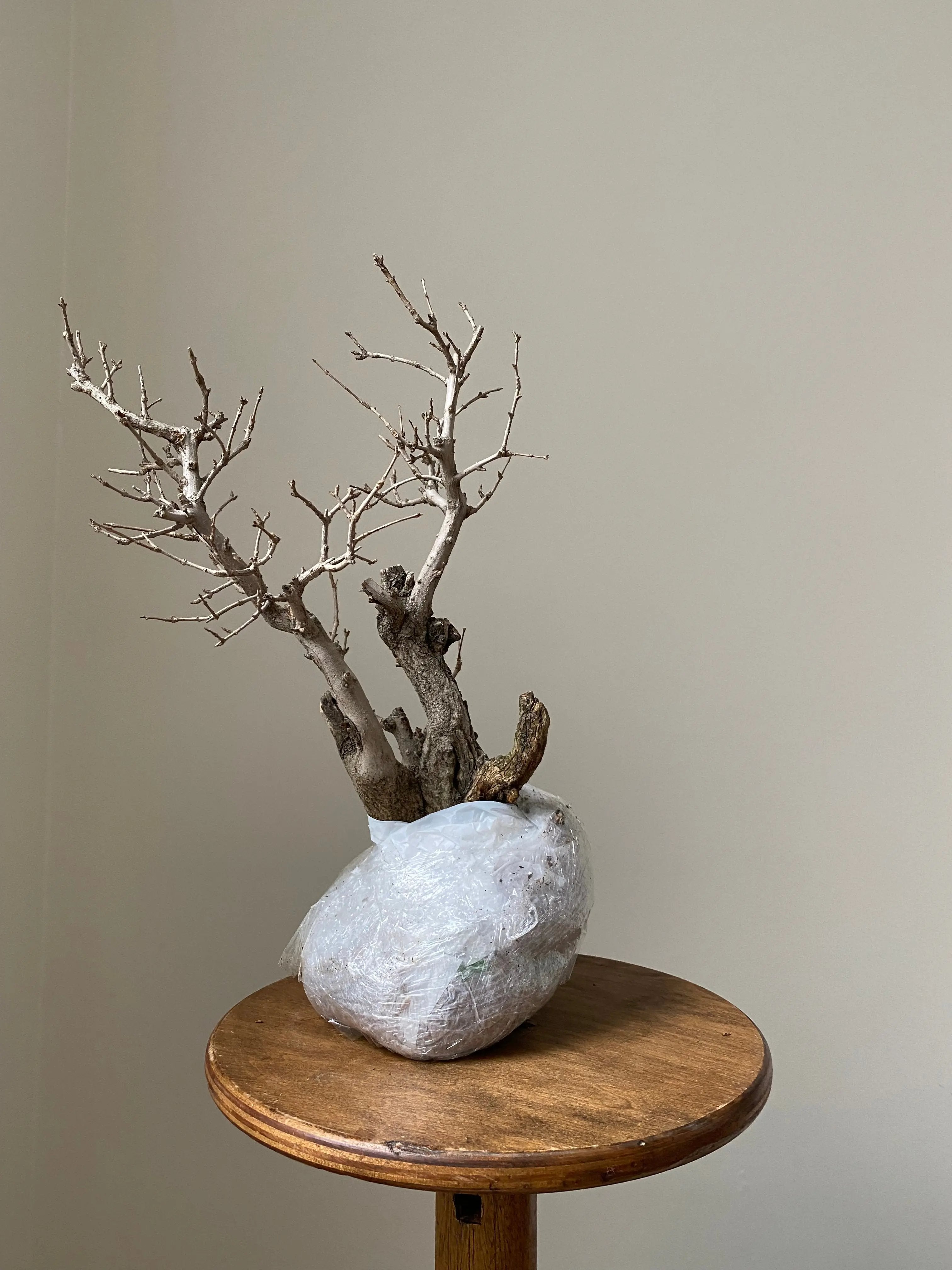 Pomegranate Neji-Kan Canada Bonsai