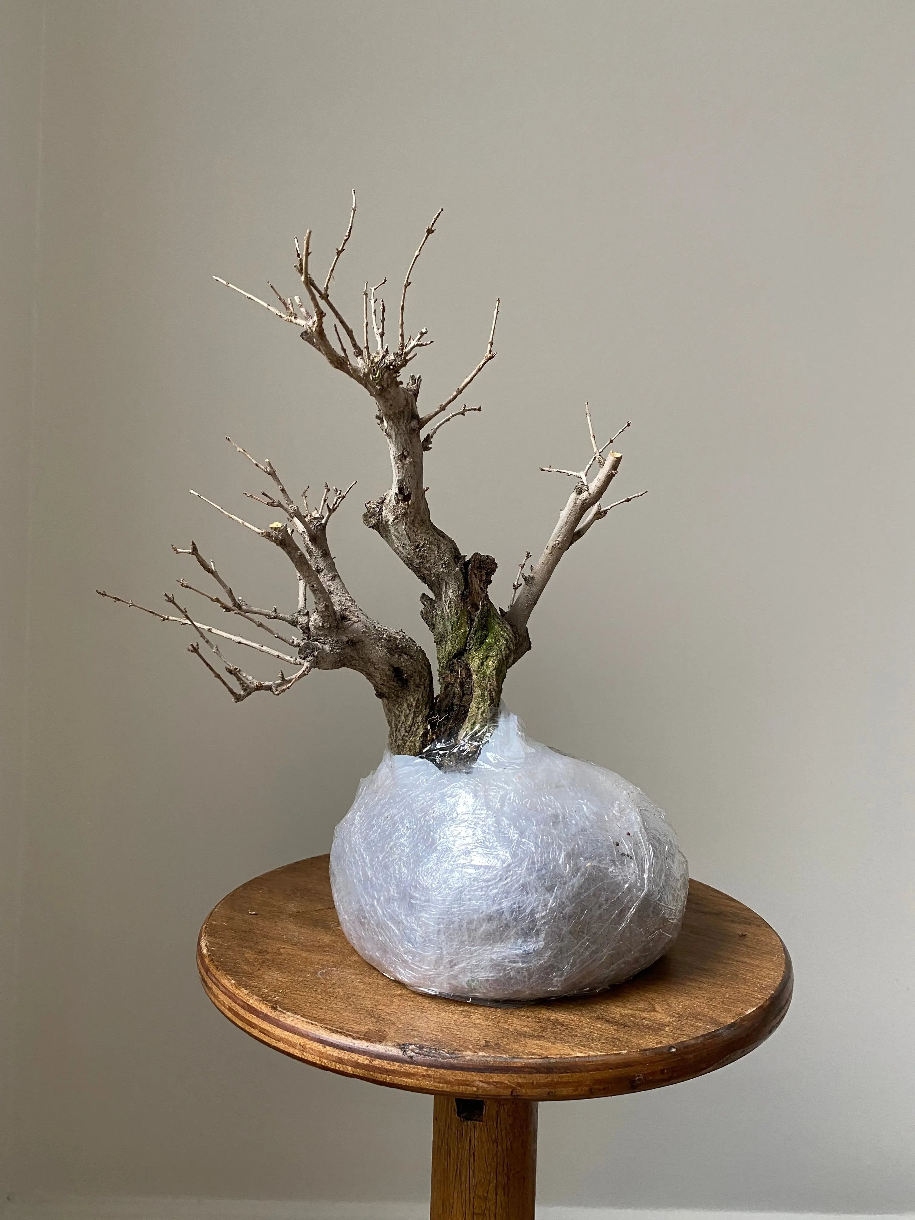 Pomegranate Neji-Kan Canada Bonsai