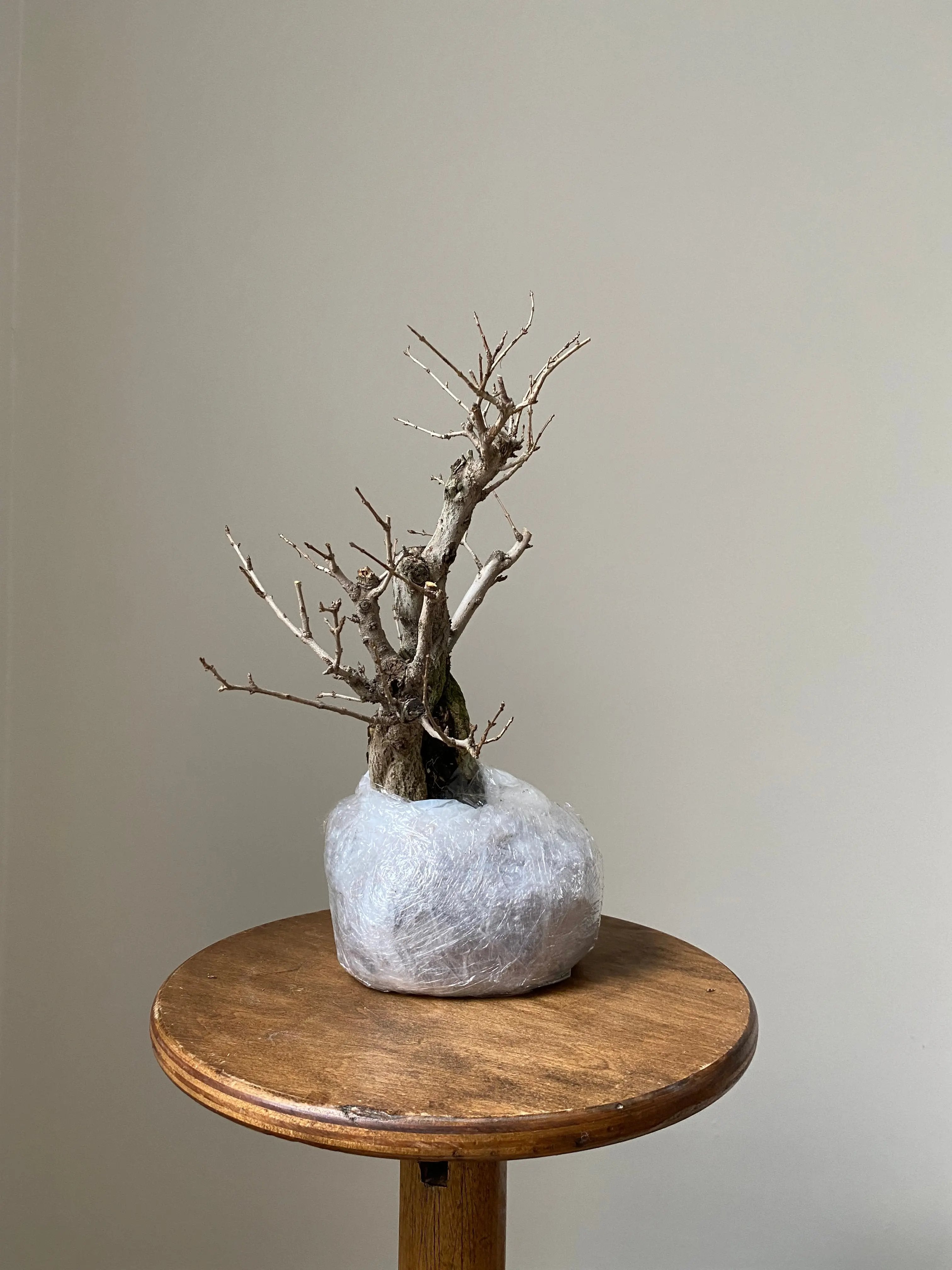 Pomegranate Neji-Kan Canada Bonsai