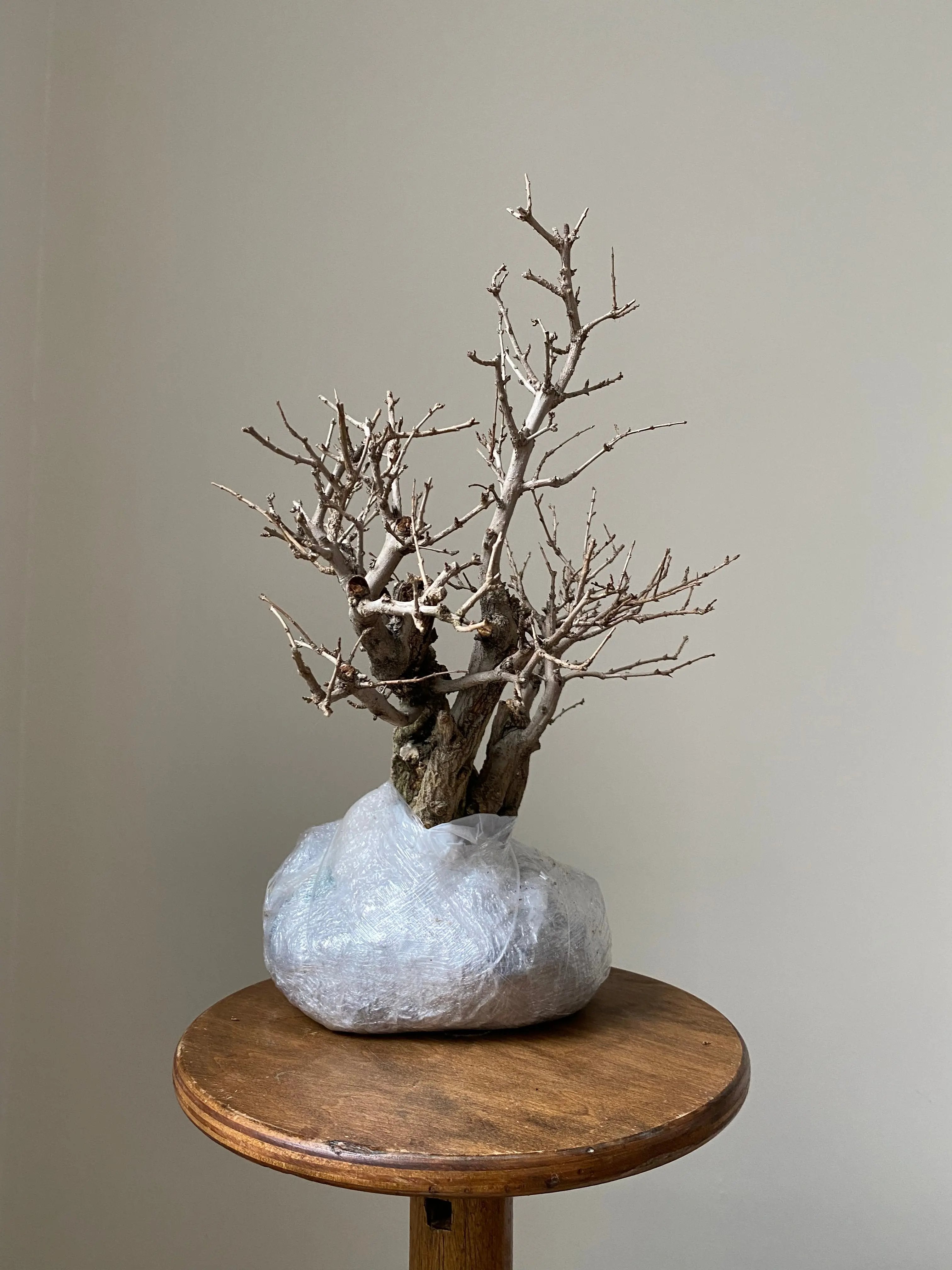 Pomegranate Neji-Kan Canada Bonsai