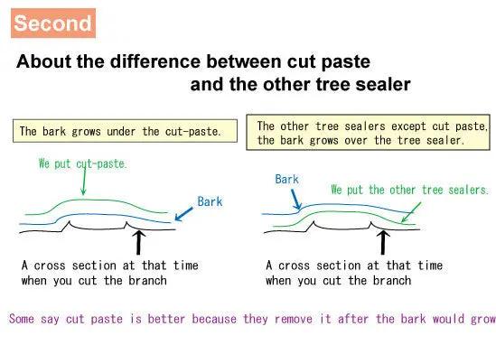 Top Jin M paste (w/ sterilization) CB Tools