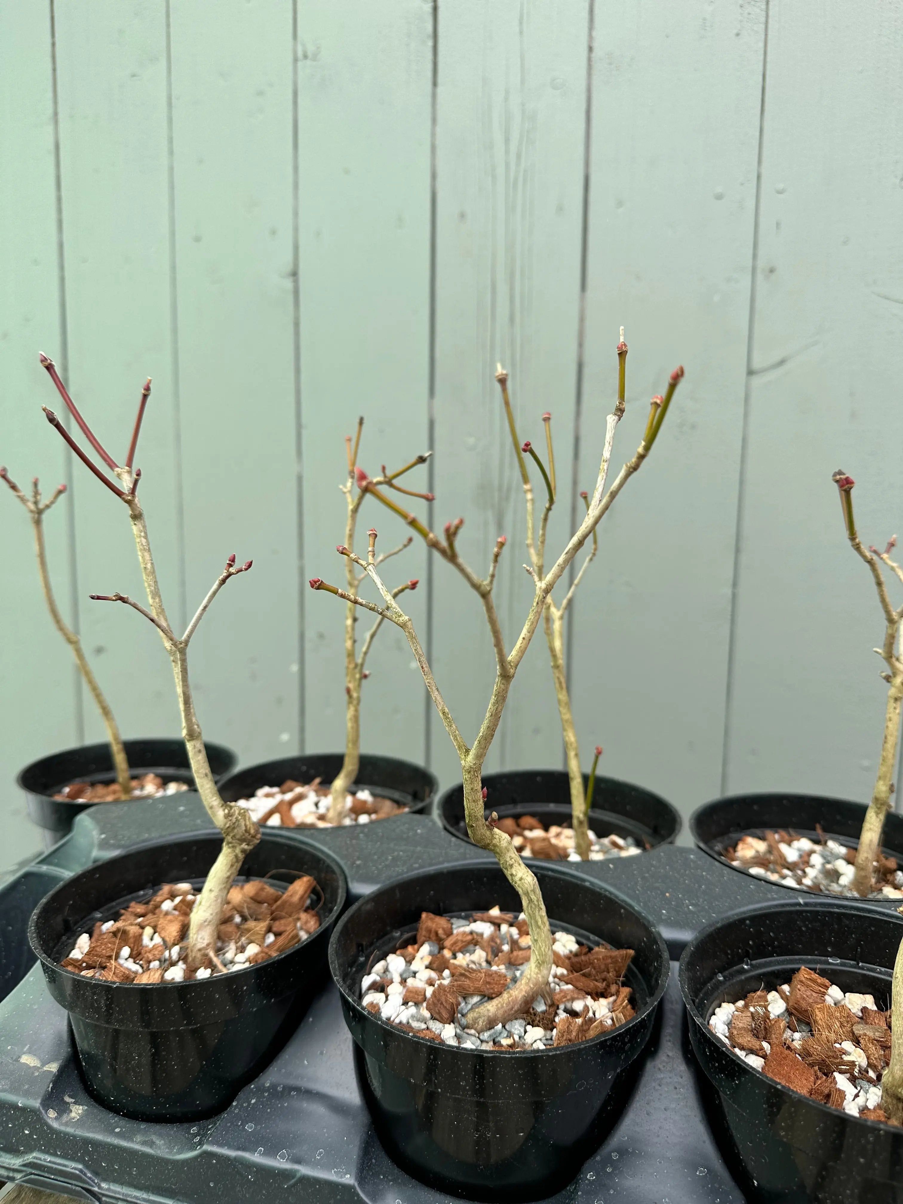Maple 'Kohauchiwa' Canada Bonsai