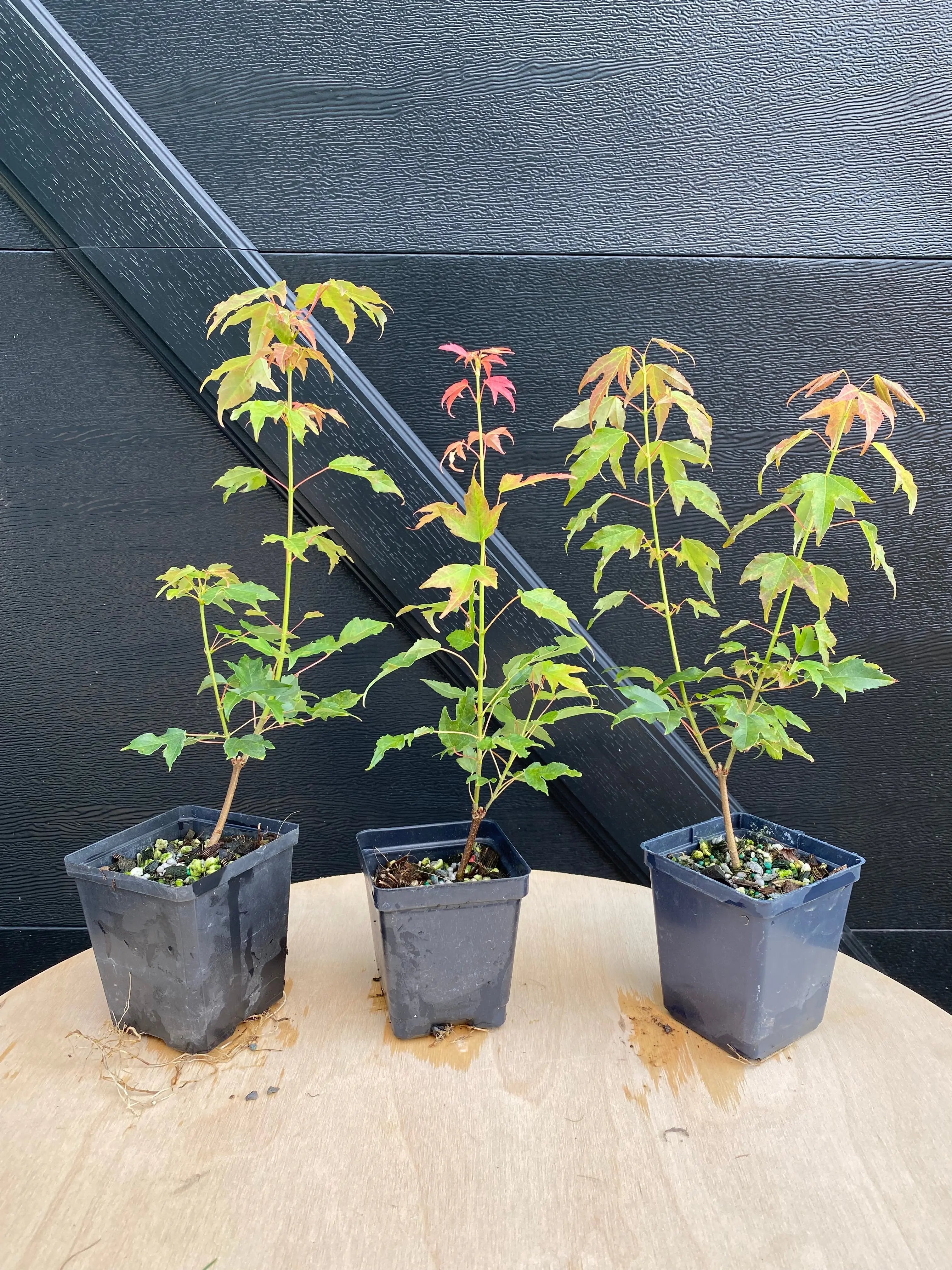 Trident Maple Canada Bonsai