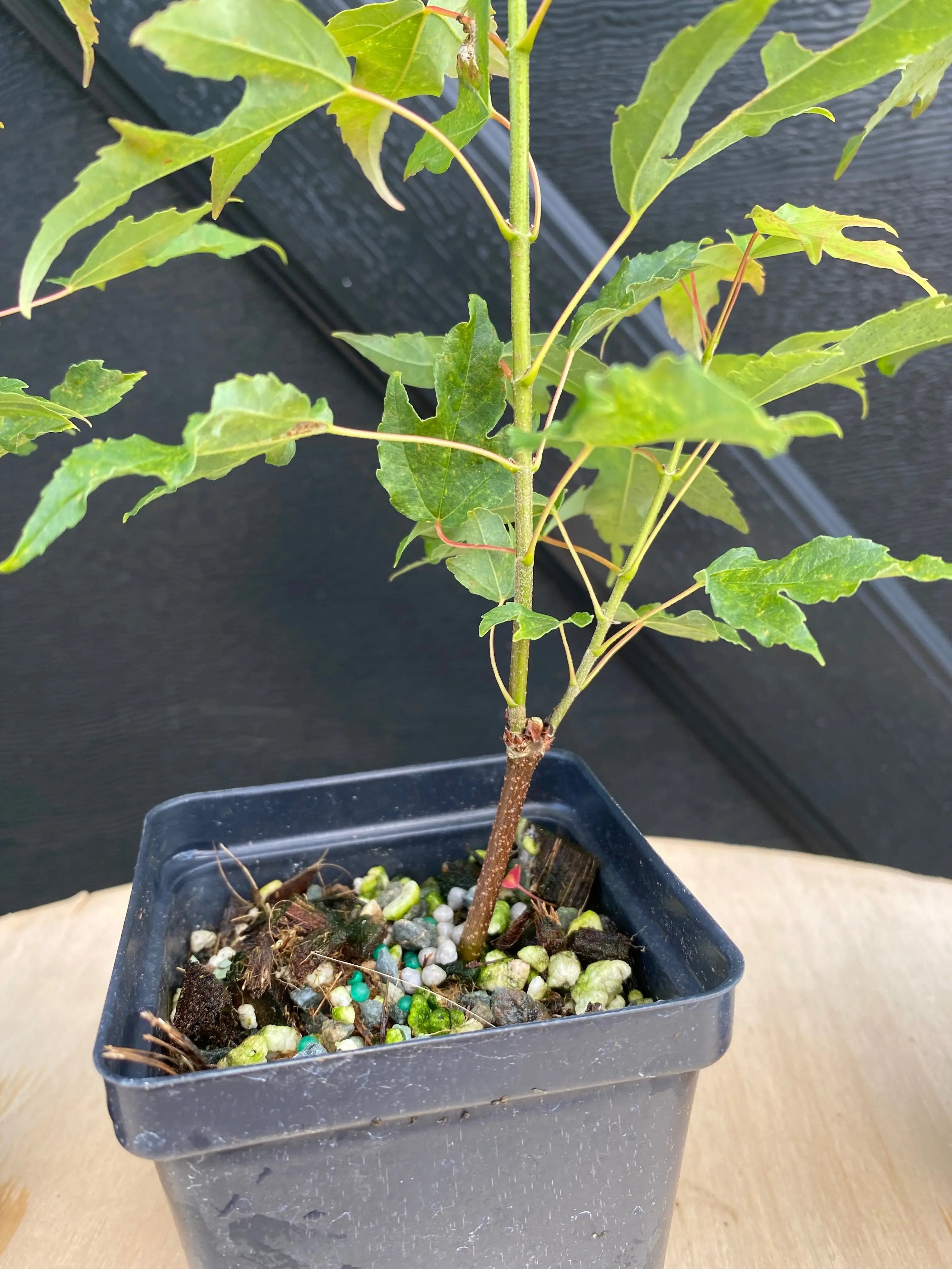Trident Maple Canada Bonsai