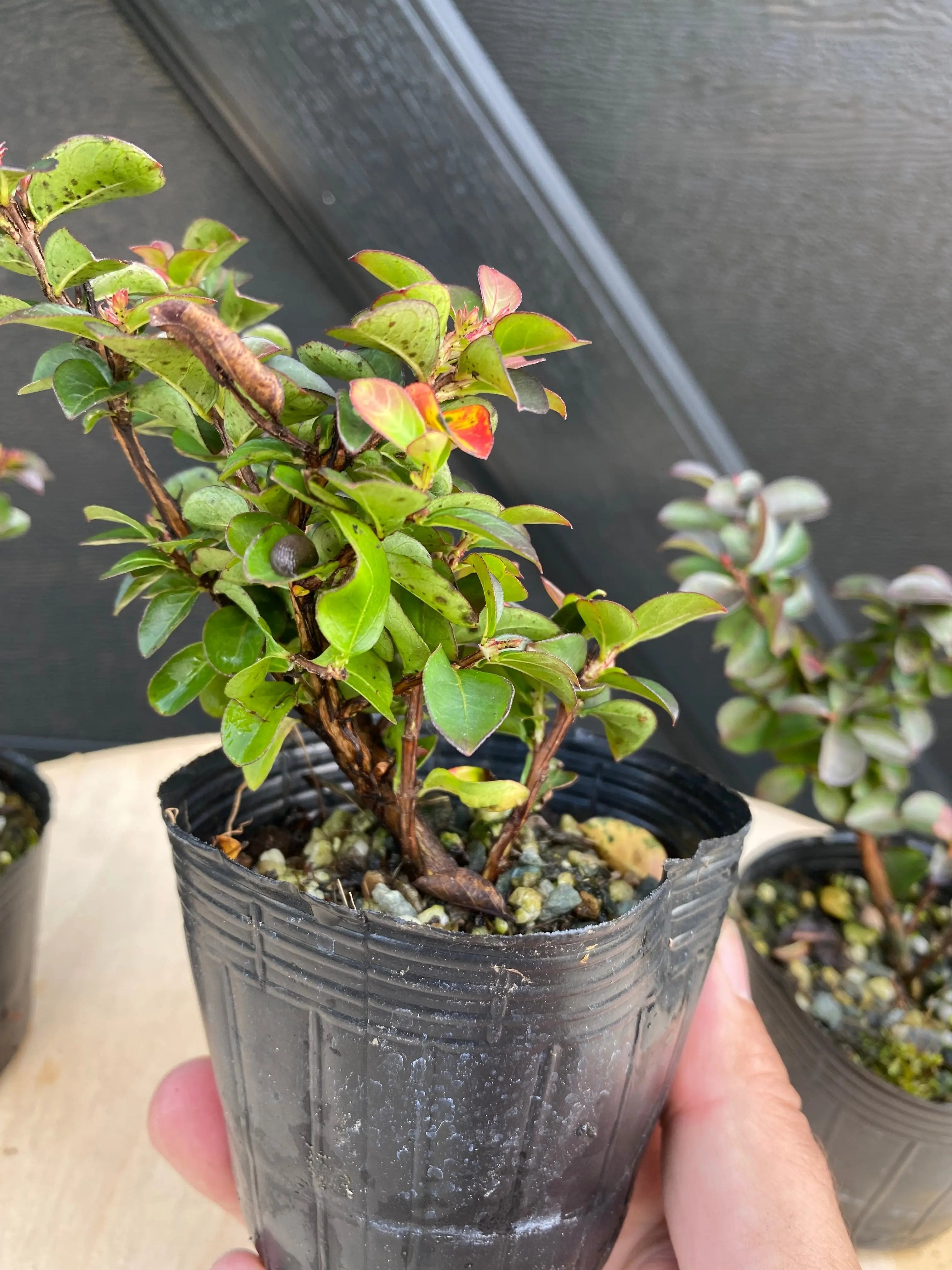 Crepe Myrtle (Dwarf) Canada Bonsai
