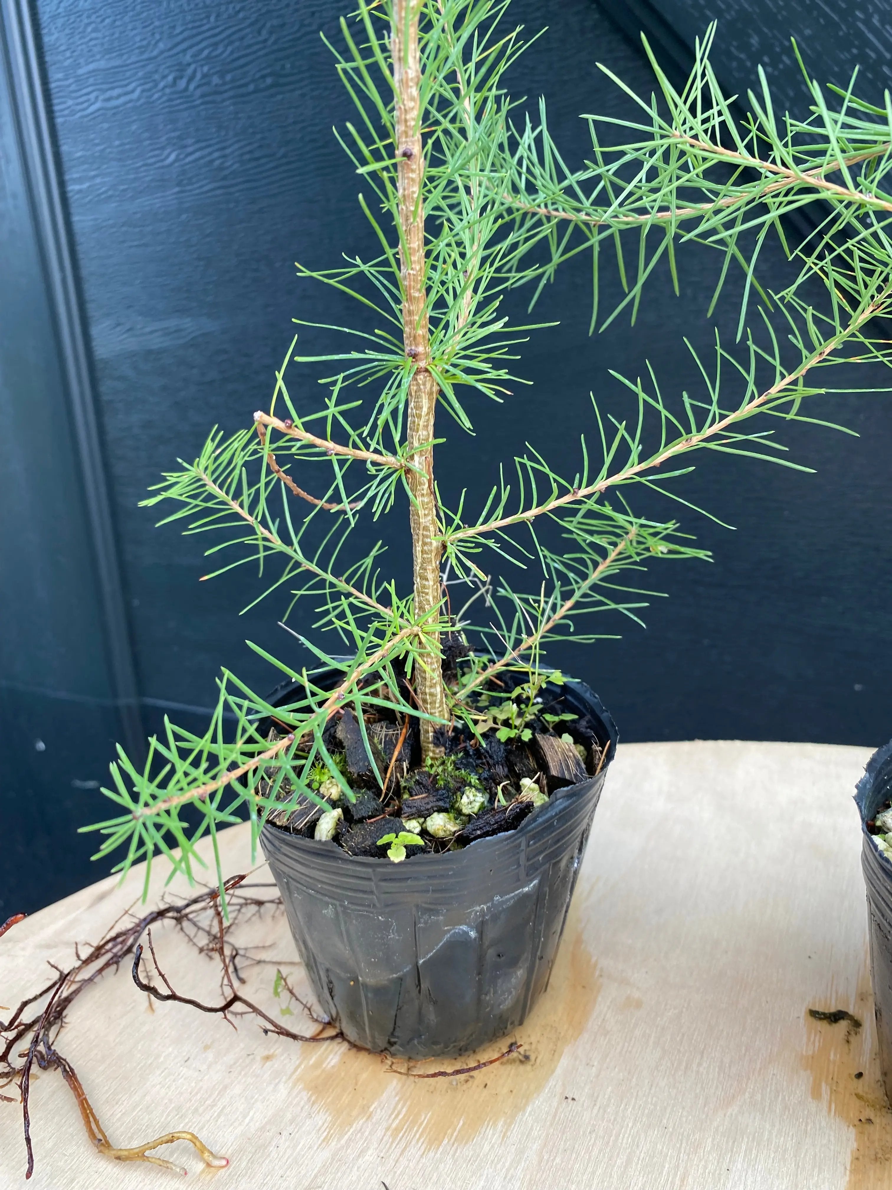 Larch Canada Bonsai
