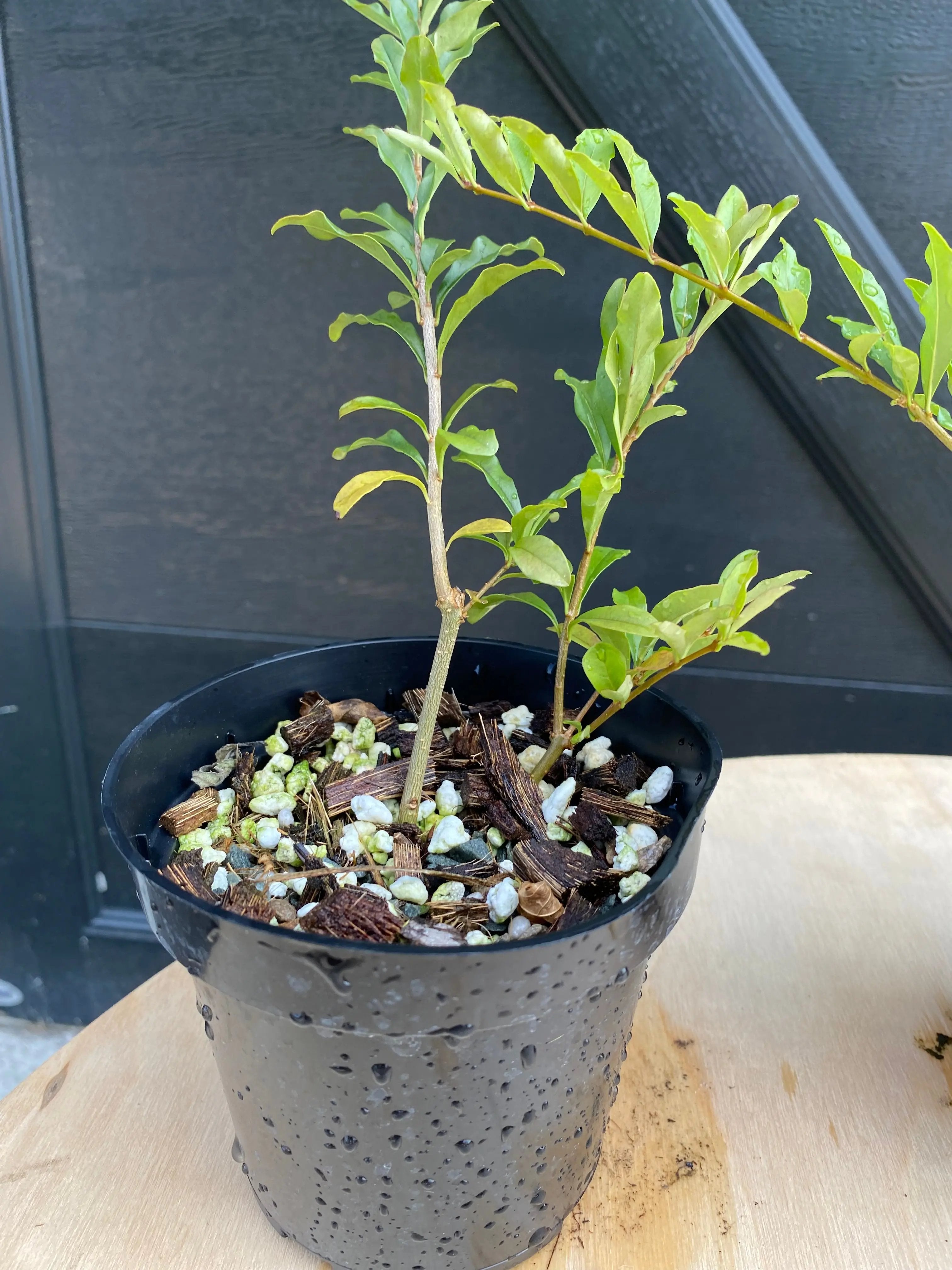 Privet (Ibota) Canada Bonsai