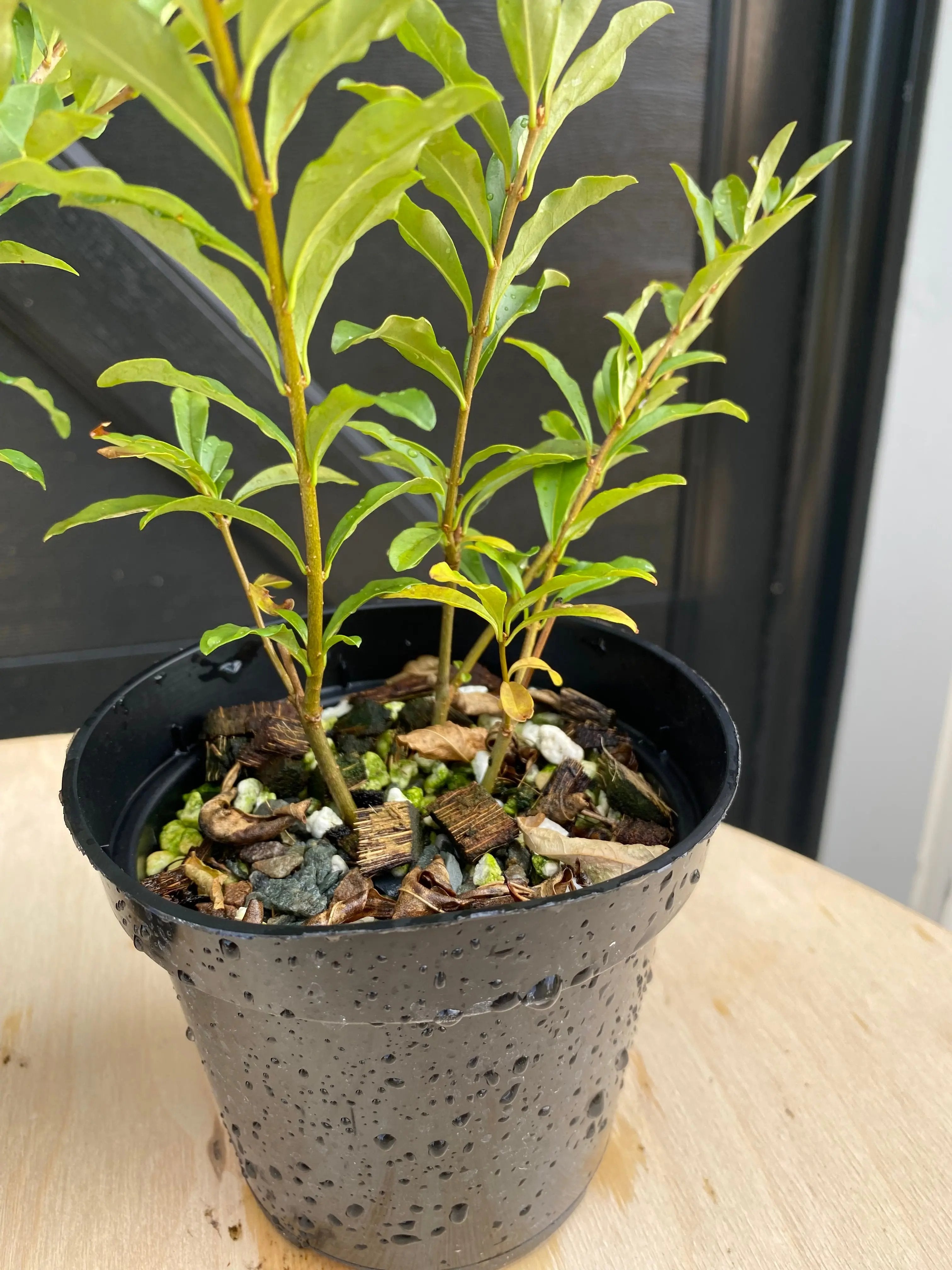 Privet (Ibota) Canada Bonsai