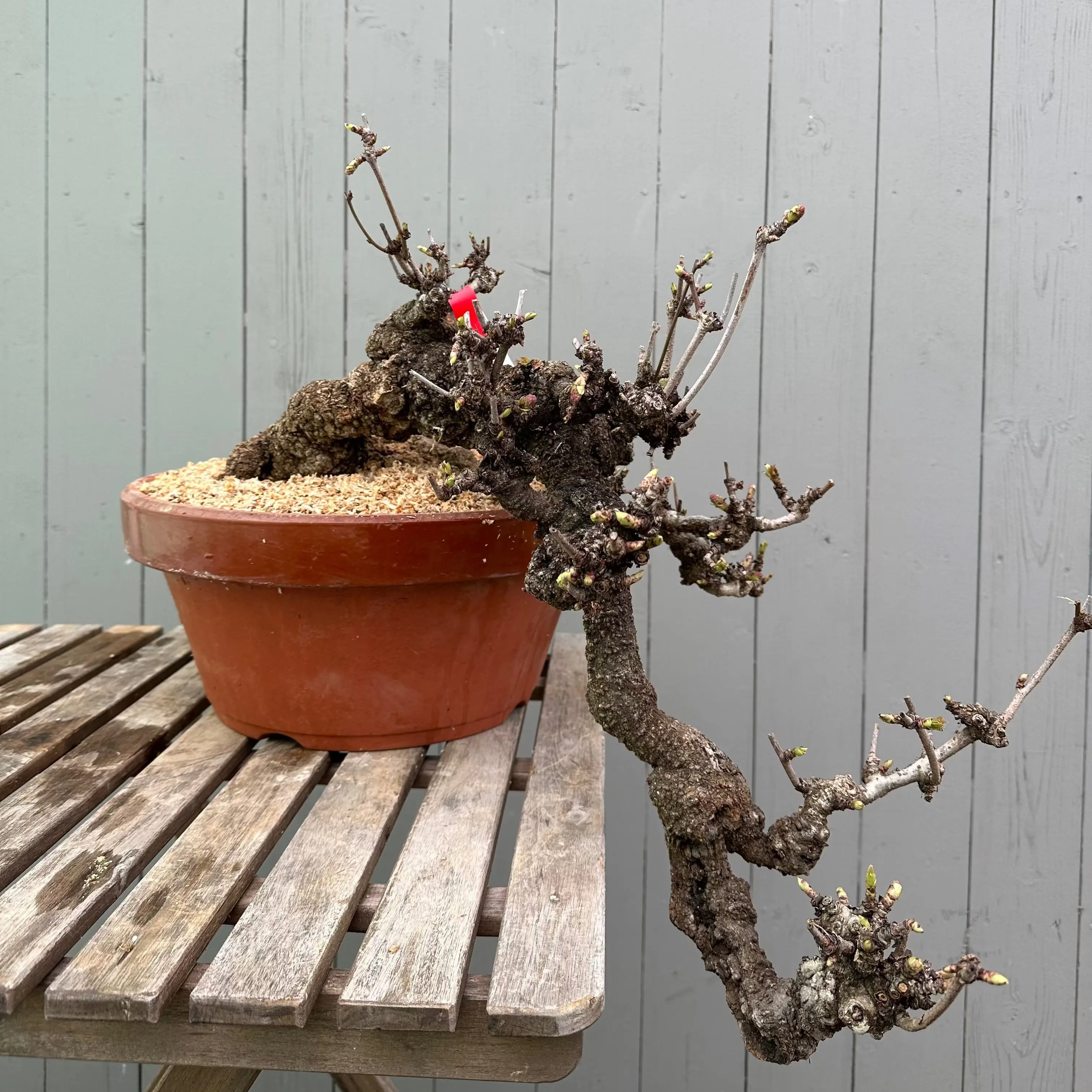 Akebia Canada Bonsai