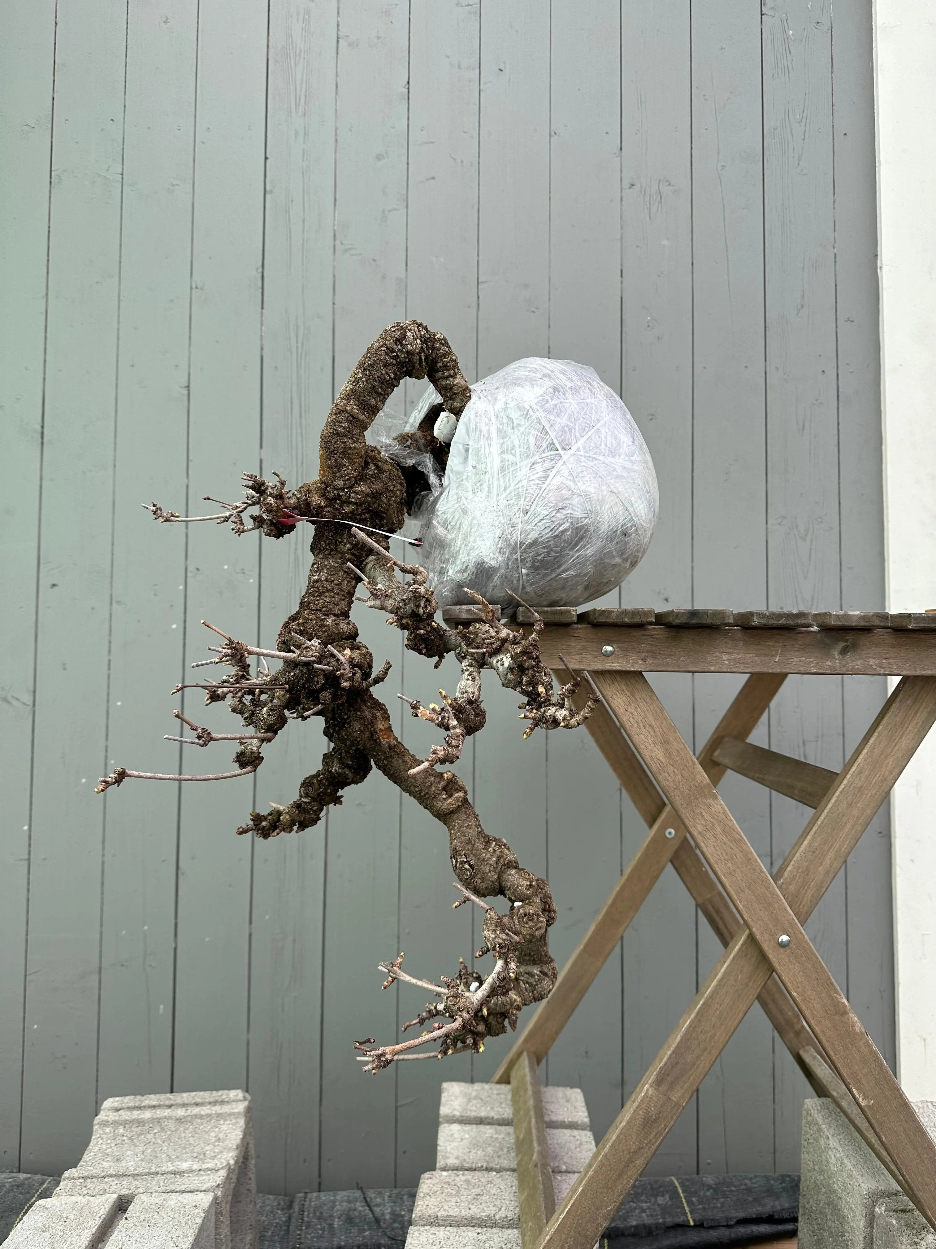 Akebia Canada Bonsai