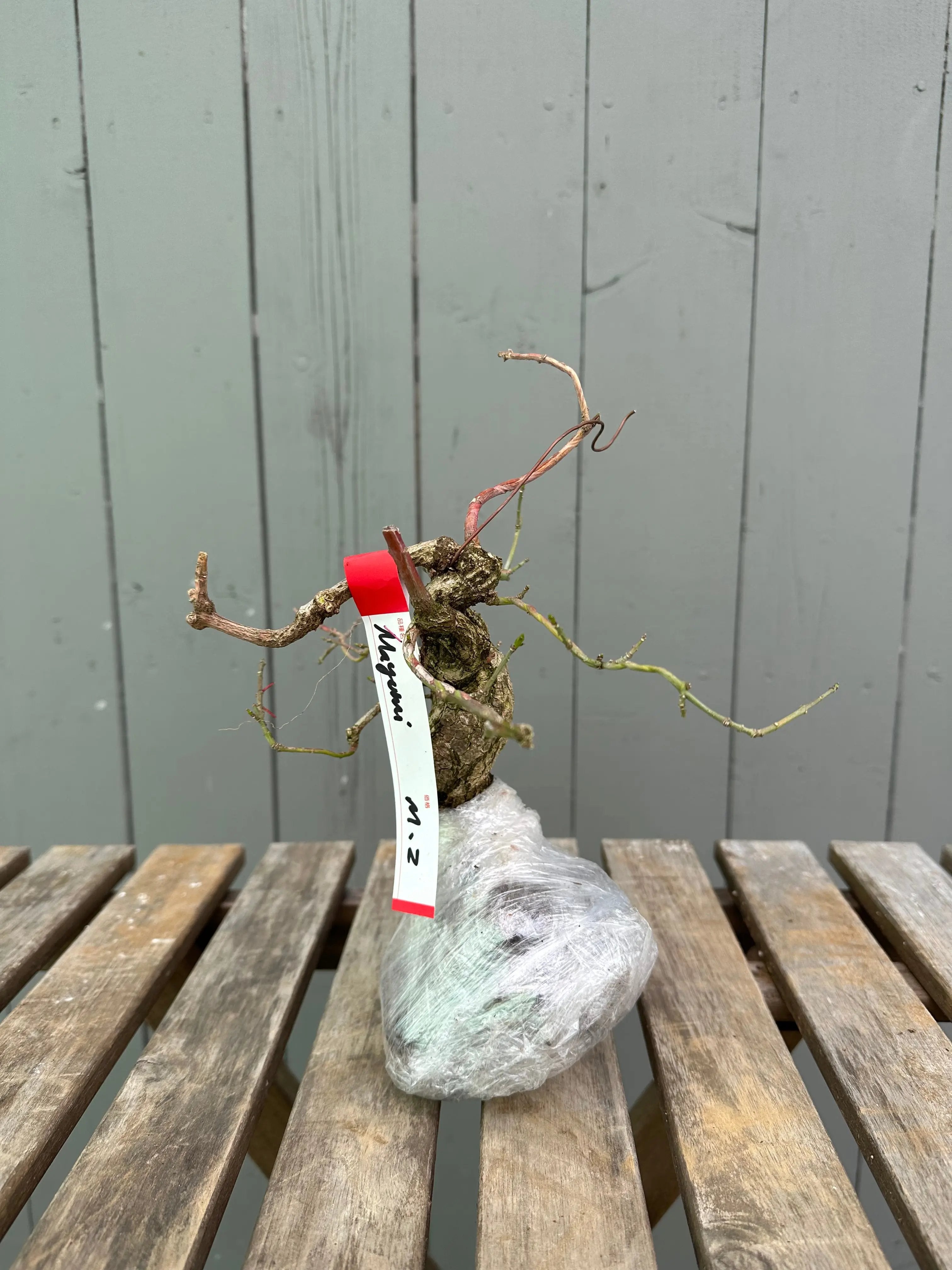 Mayumi Canada Bonsai