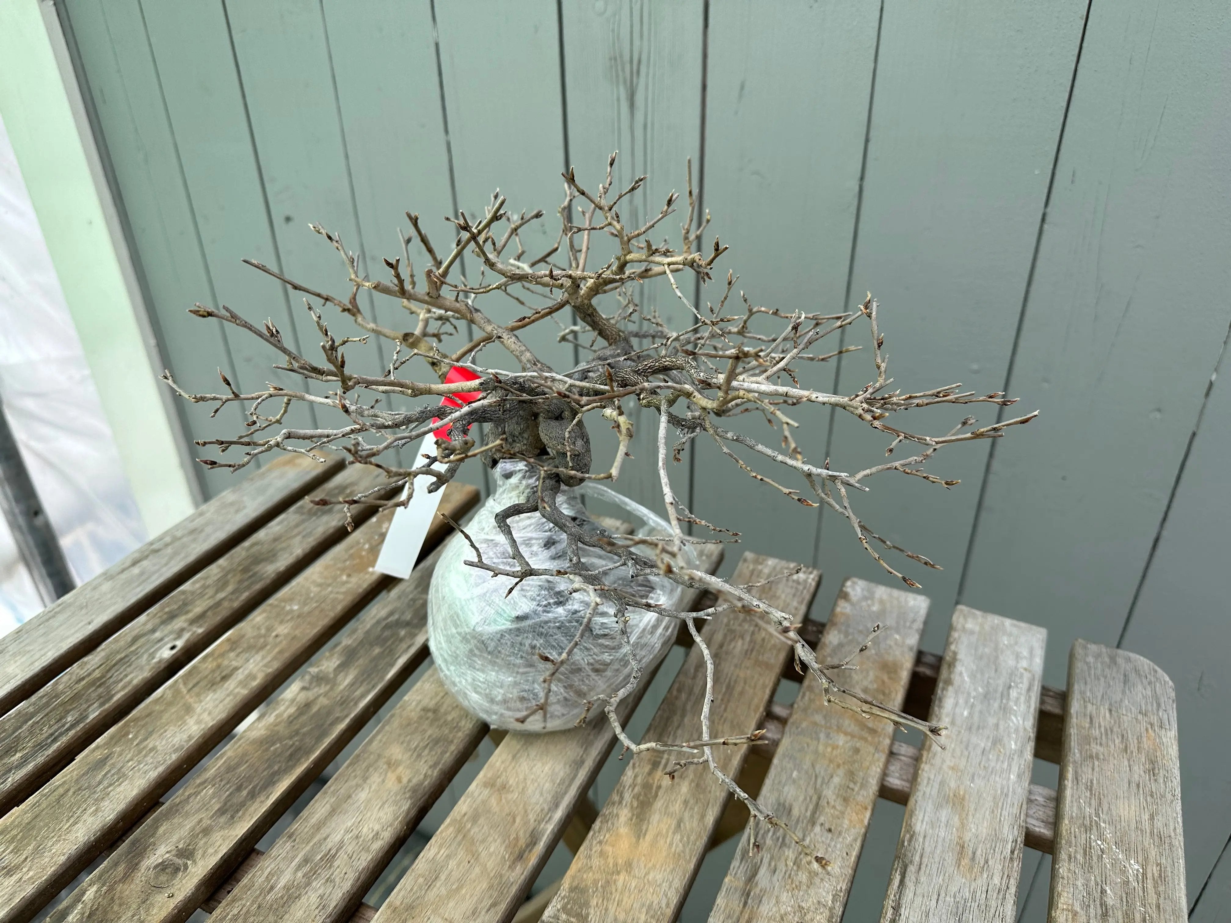 Princess Persimmon Canada Bonsai