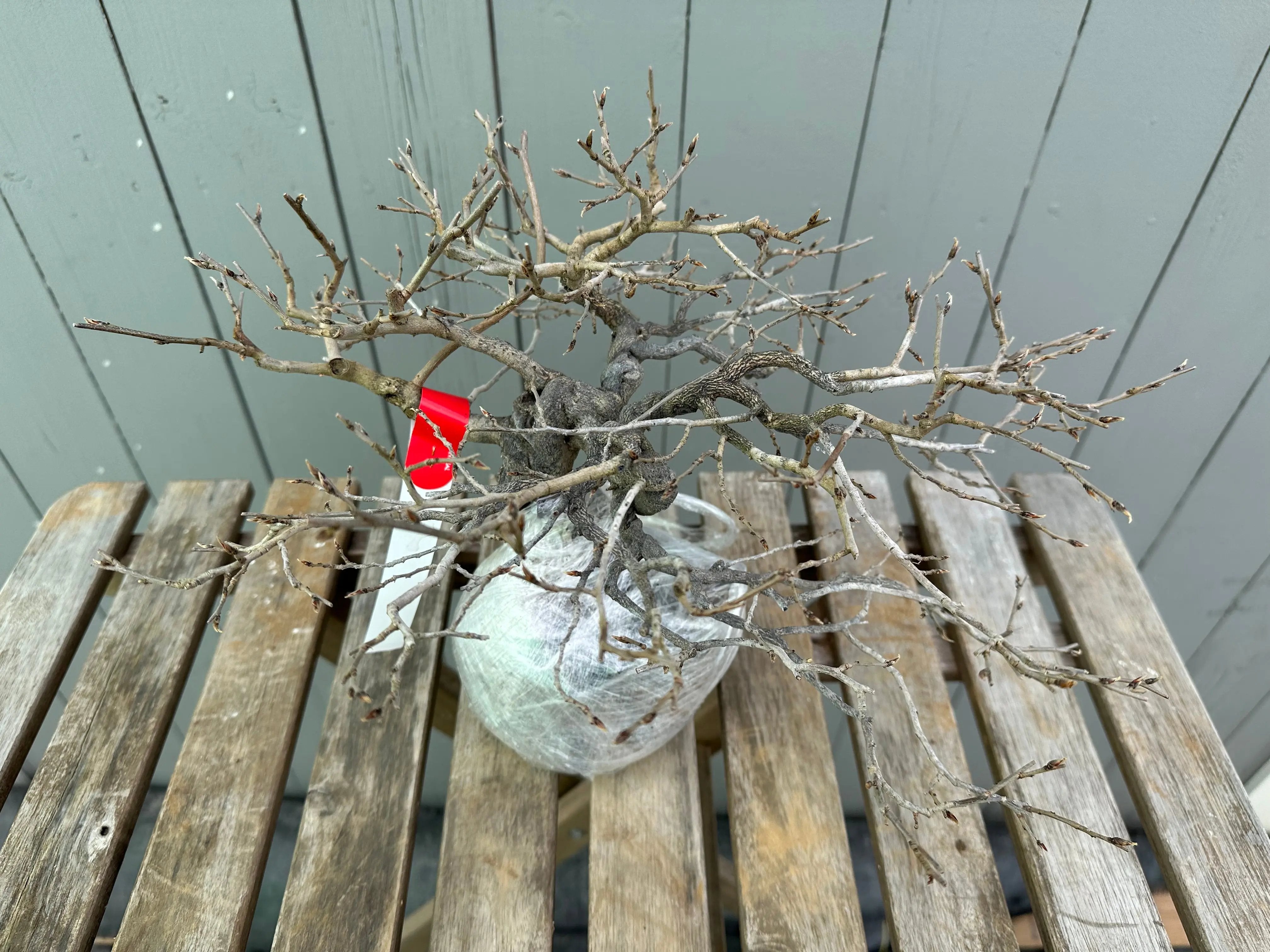 Princess Persimmon Canada Bonsai