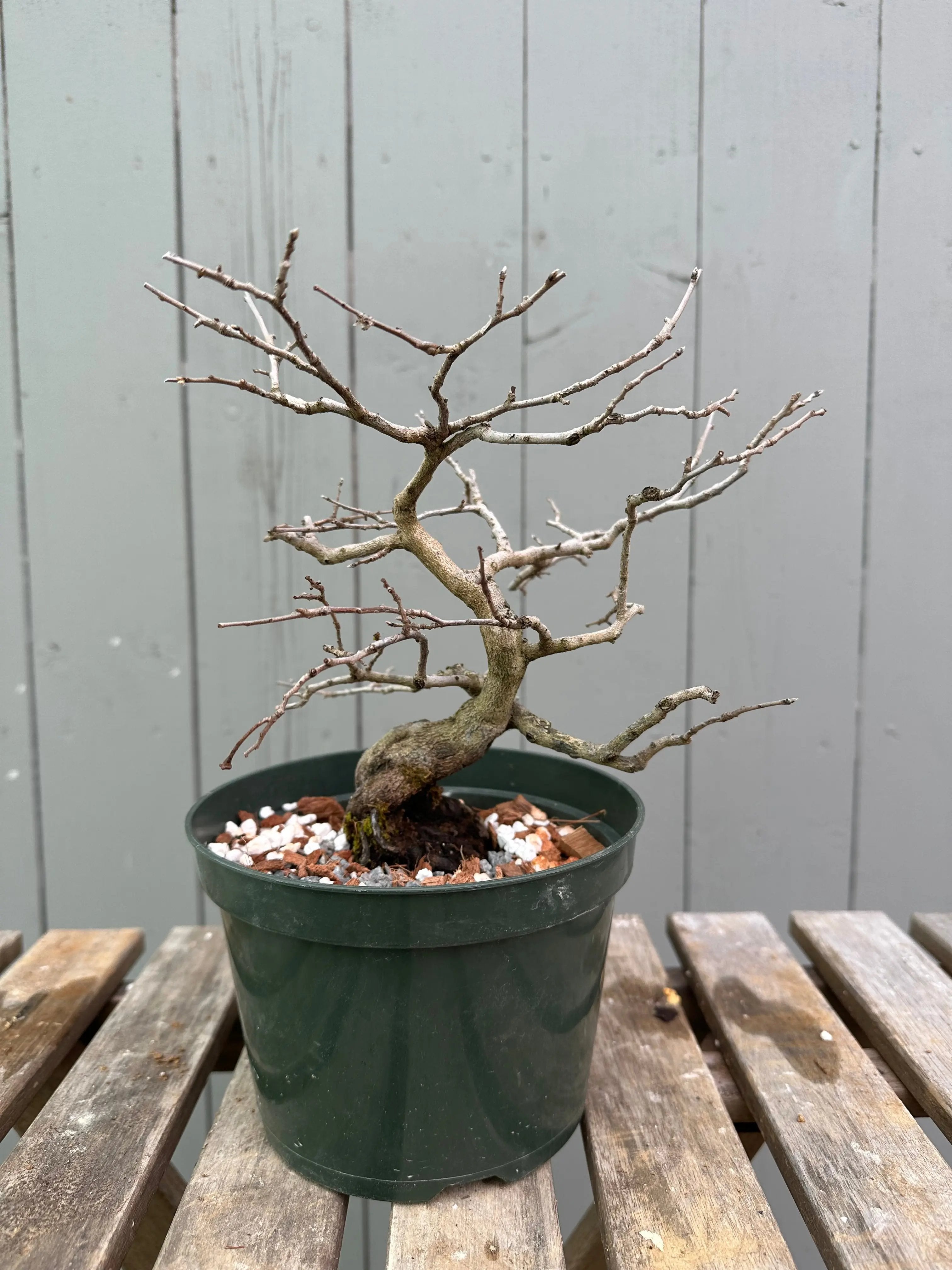Princess Persimmon Canada Bonsai