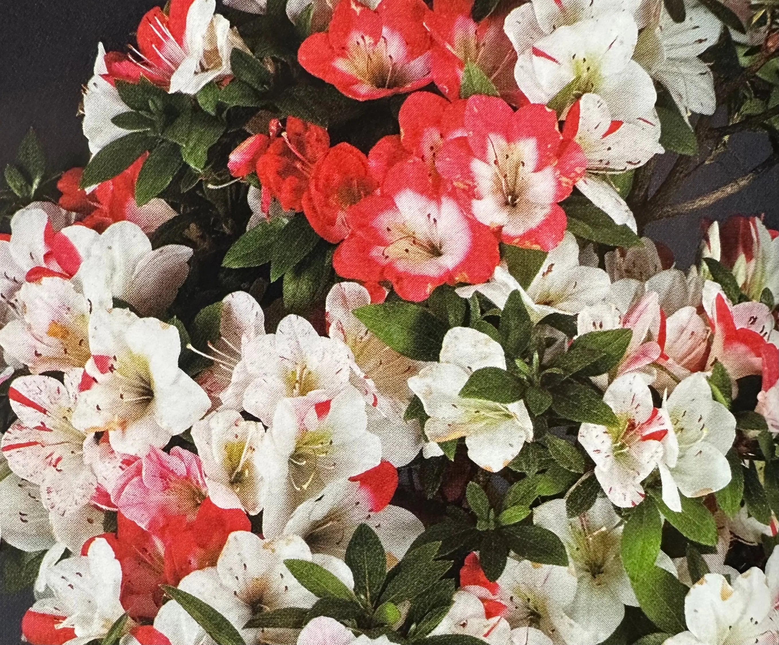 Satsuki 'Senhime' Canada Bonsai