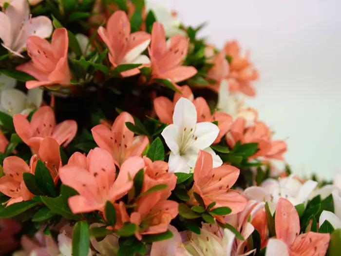 Satsuki 'Goko' Canada Bonsai