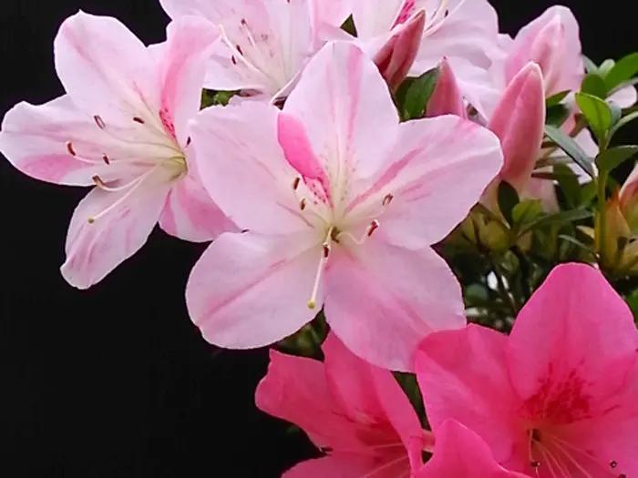 Satsuki 'Juko' Canada Bonsai