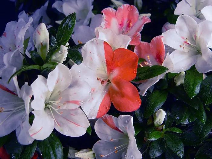 Satsuki 'Meguriai' Canada Bonsai