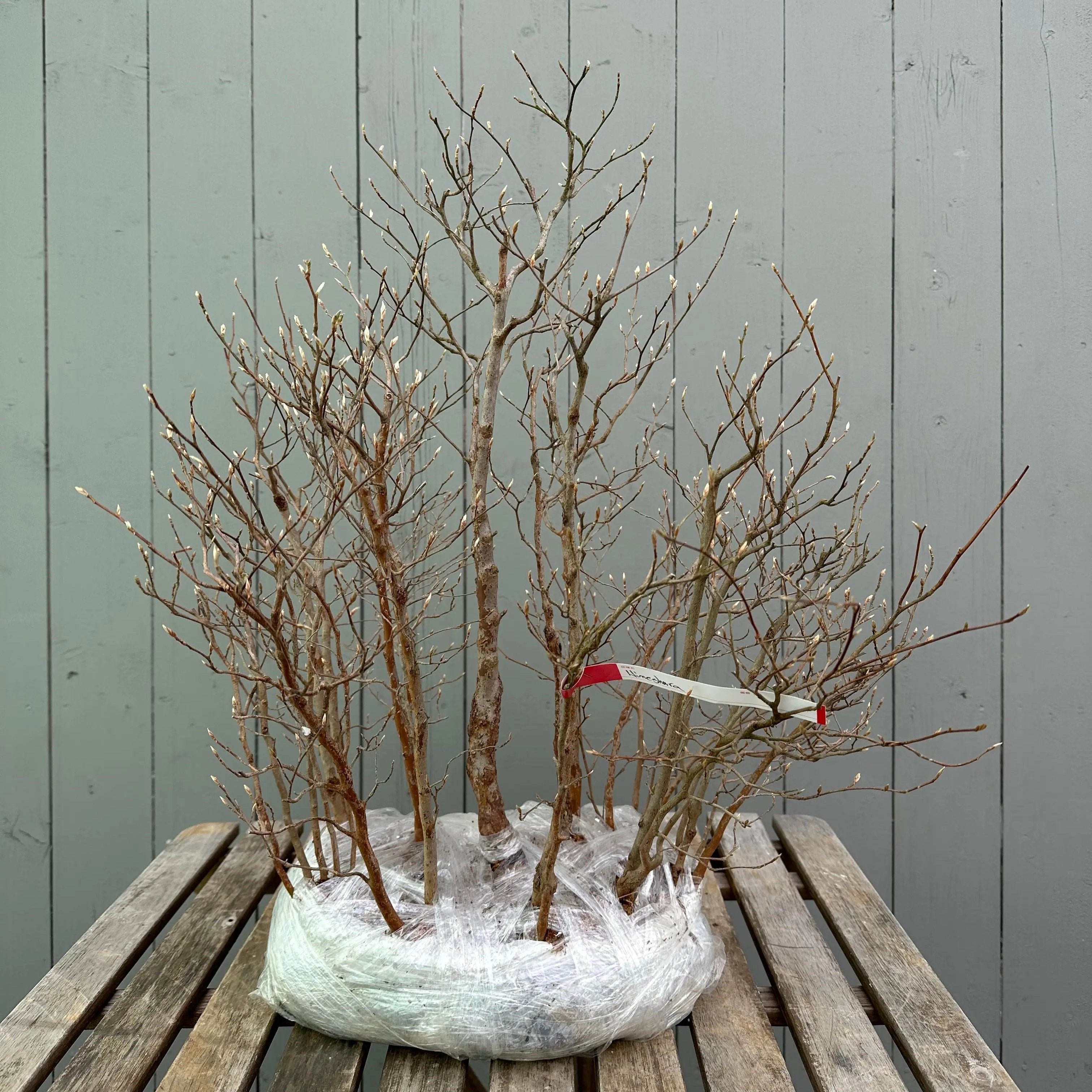 Stewartia Canada Bonsai
