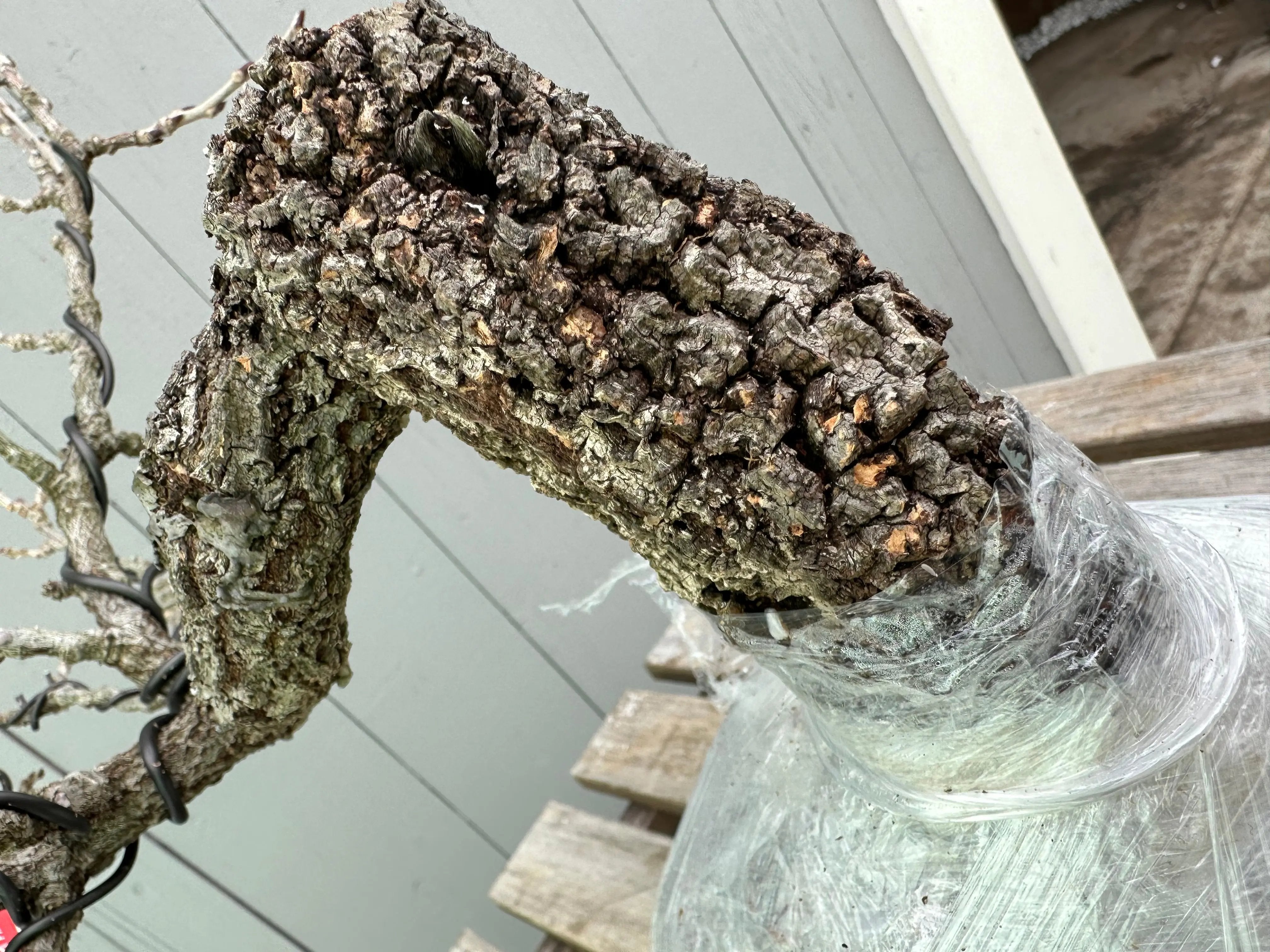 Wisteria floribunda Canada Bonsai