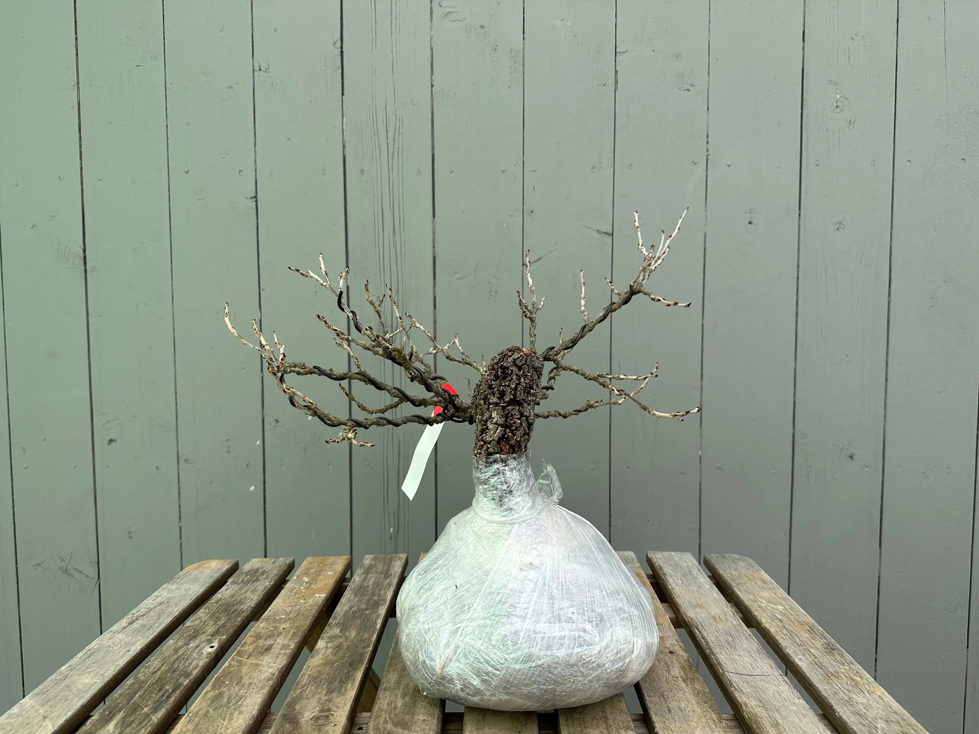 Wisteria floribunda Canada Bonsai