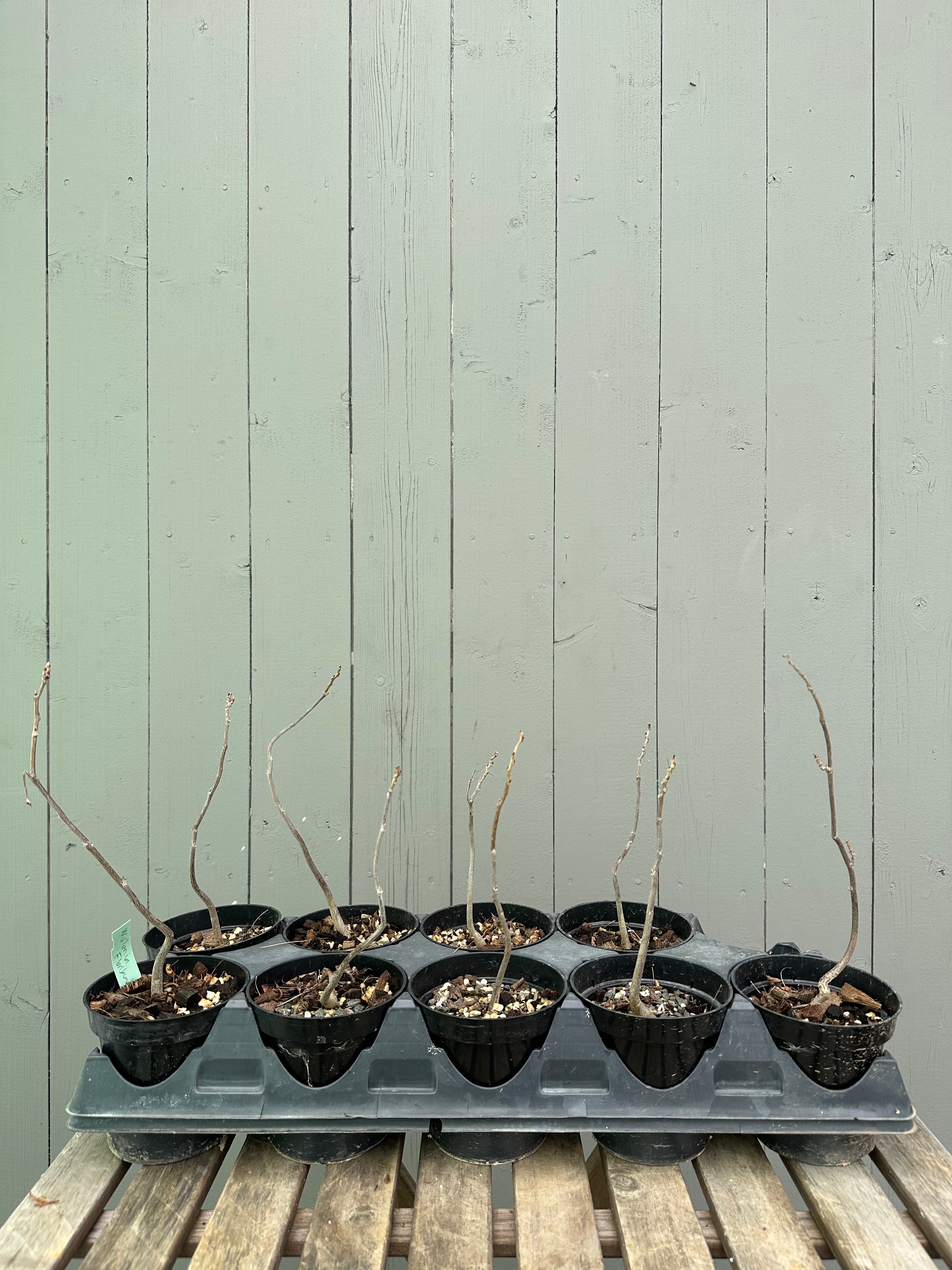 Wisteria F. (seedling)