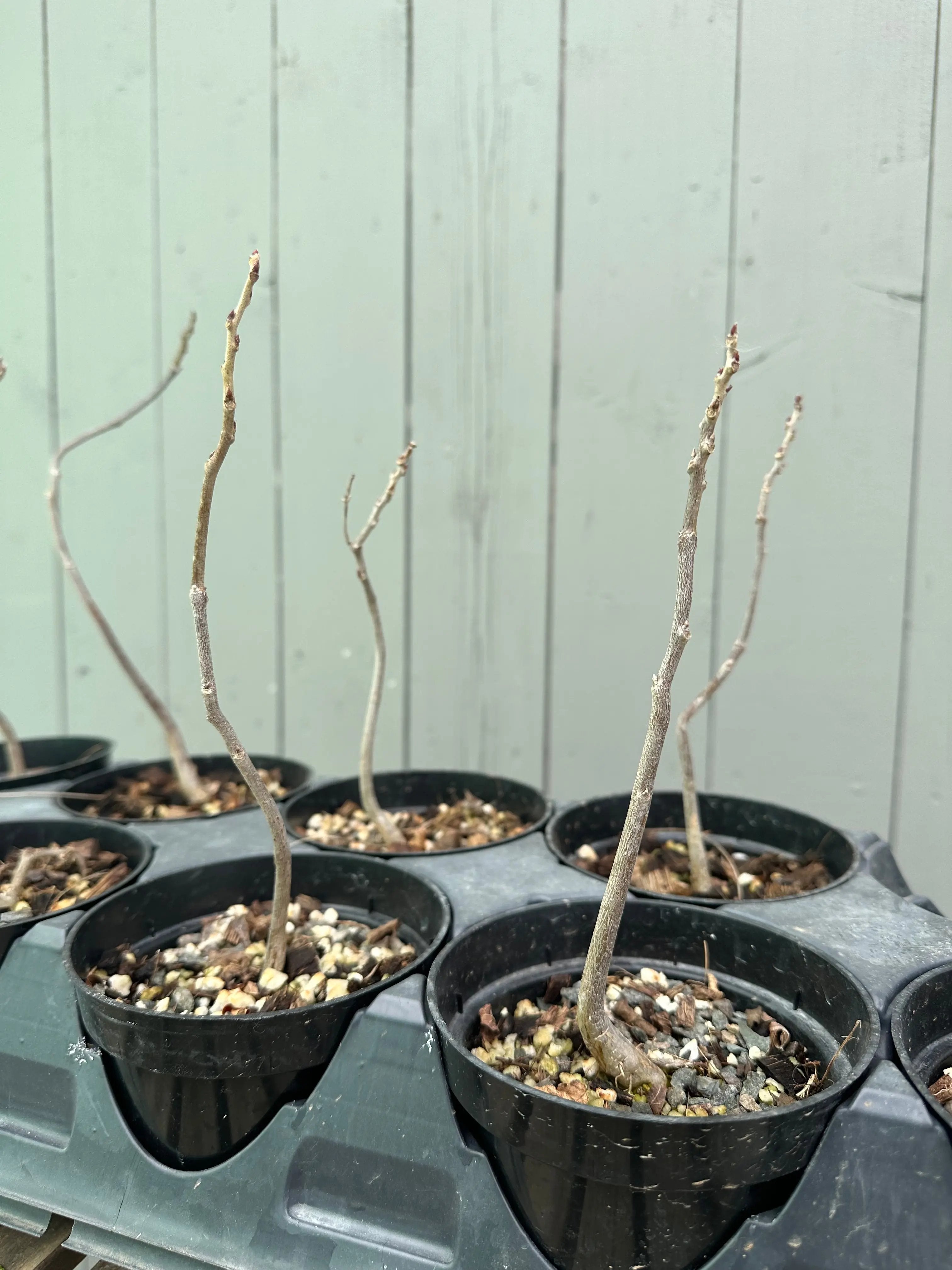 Wisteria F. (seedling) Canada Bonsai