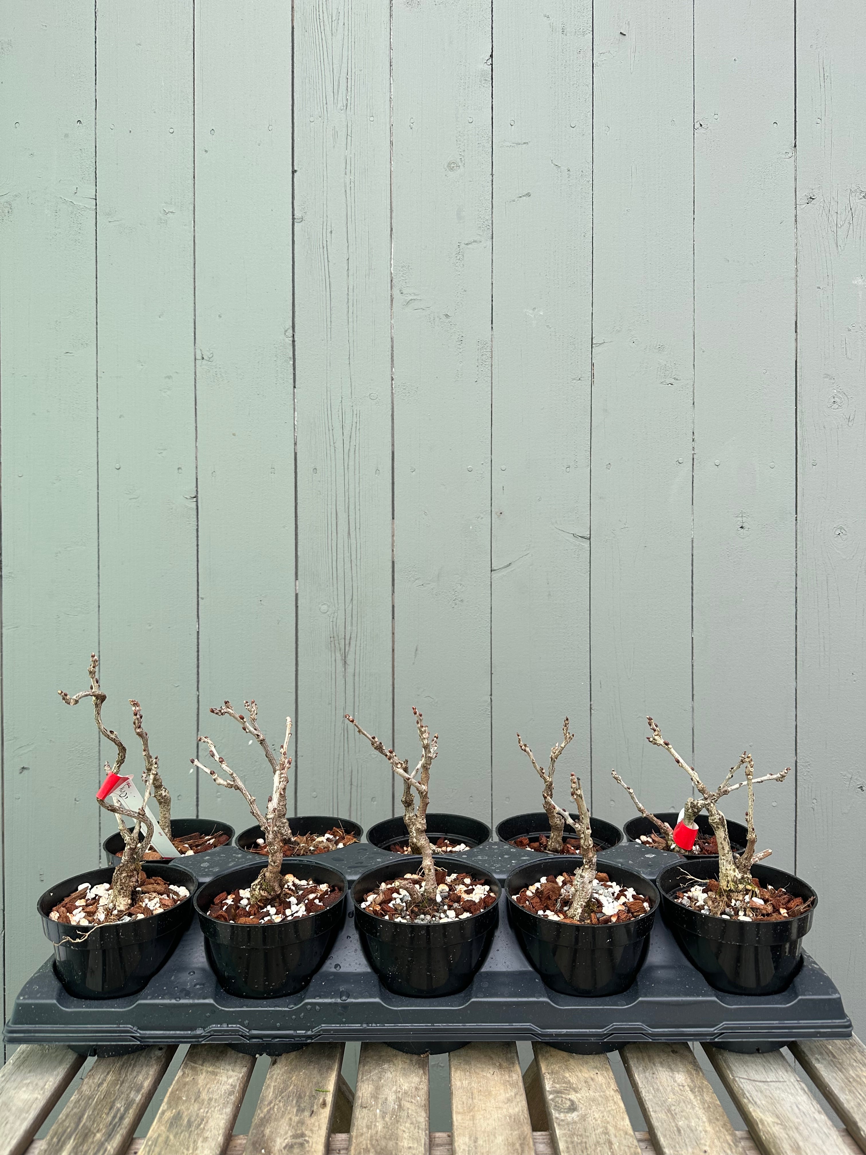 Wisteria F. (grafted)