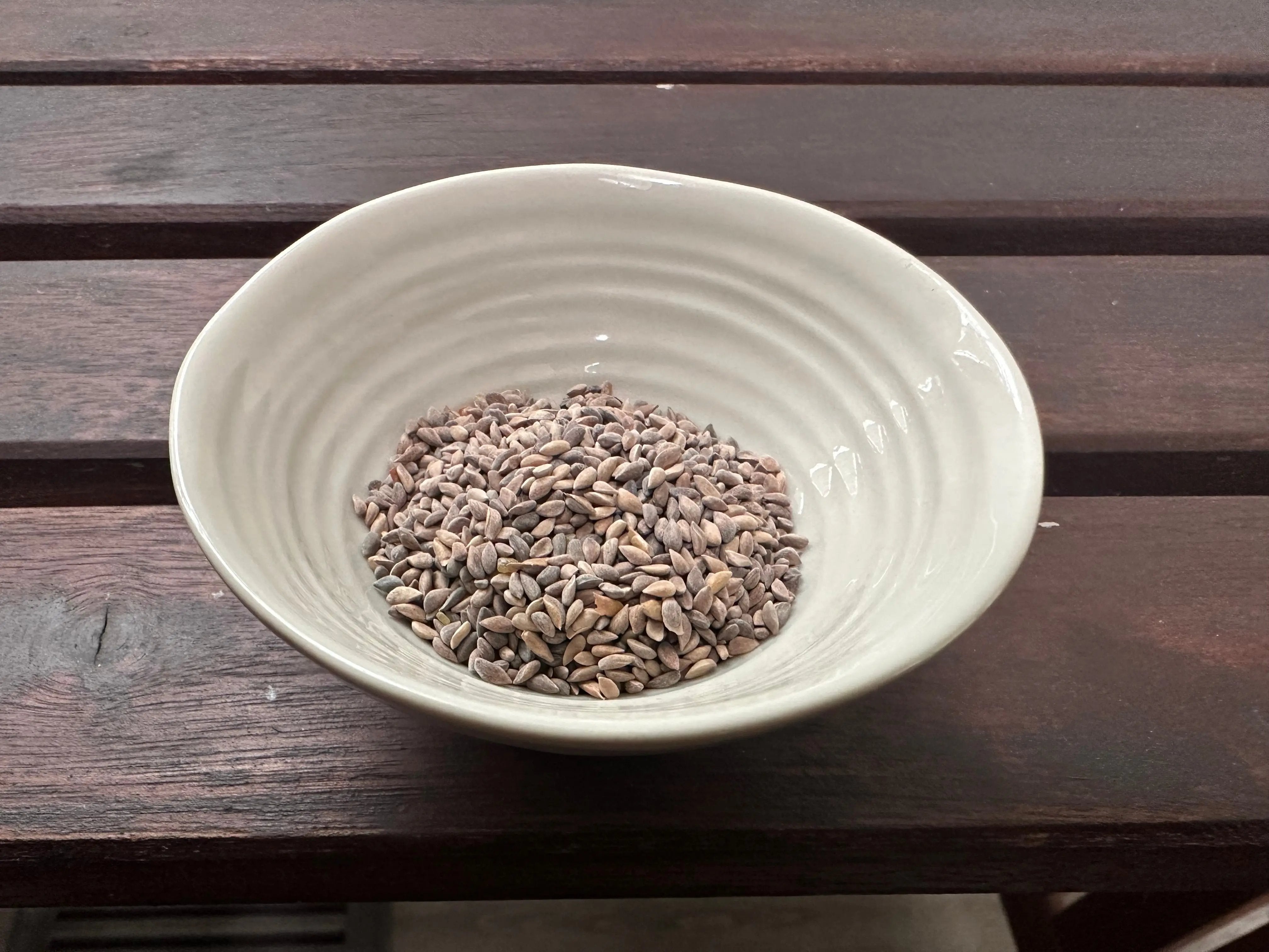 Picea glehnii (Ezo Spruce) CB Seeds