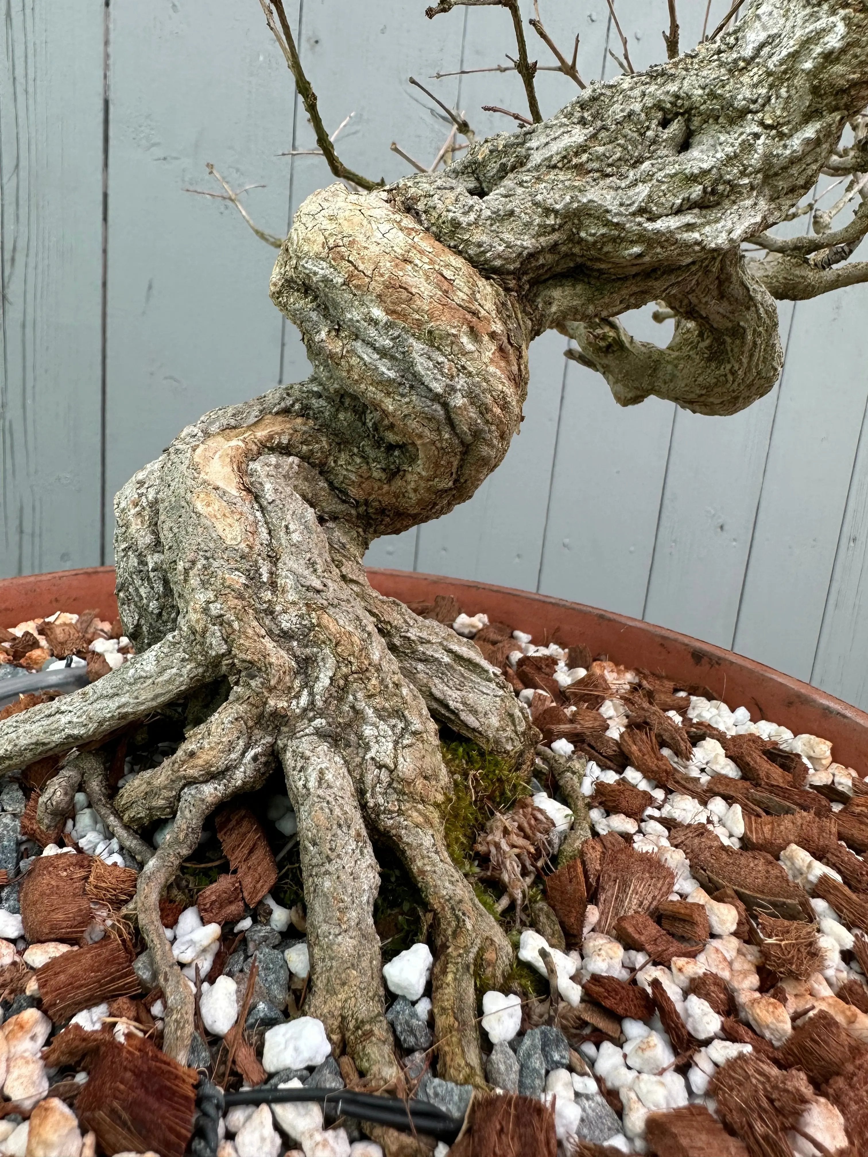 Pomegranate Neji-Kan Canada Bonsai