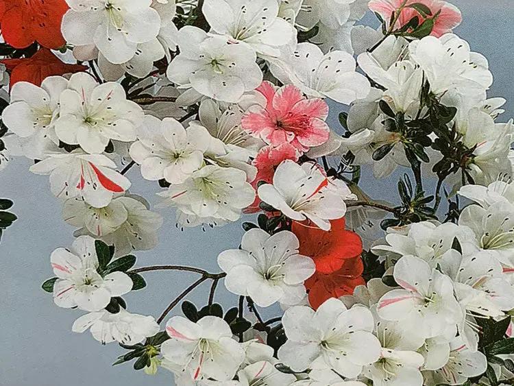 Satsuki Azalea 'Shiroihanakazari' Canada Bonsai