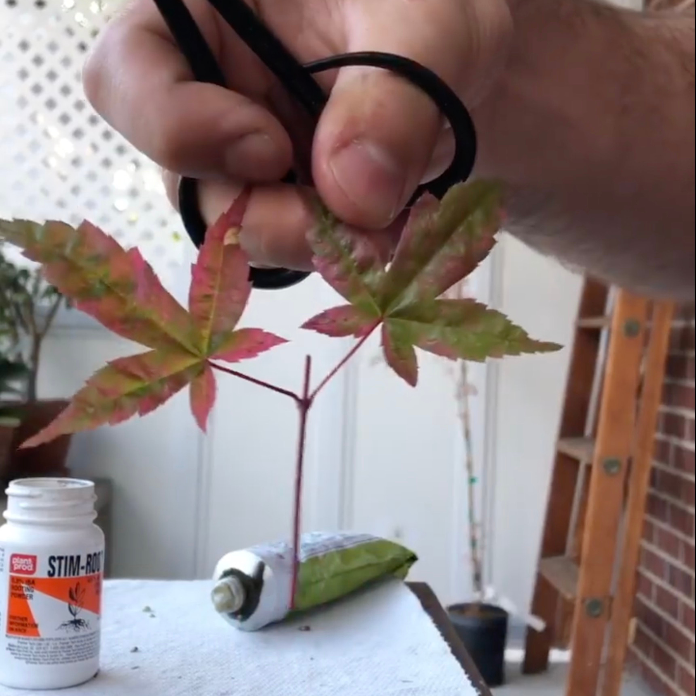 Japanese Maple Propagation