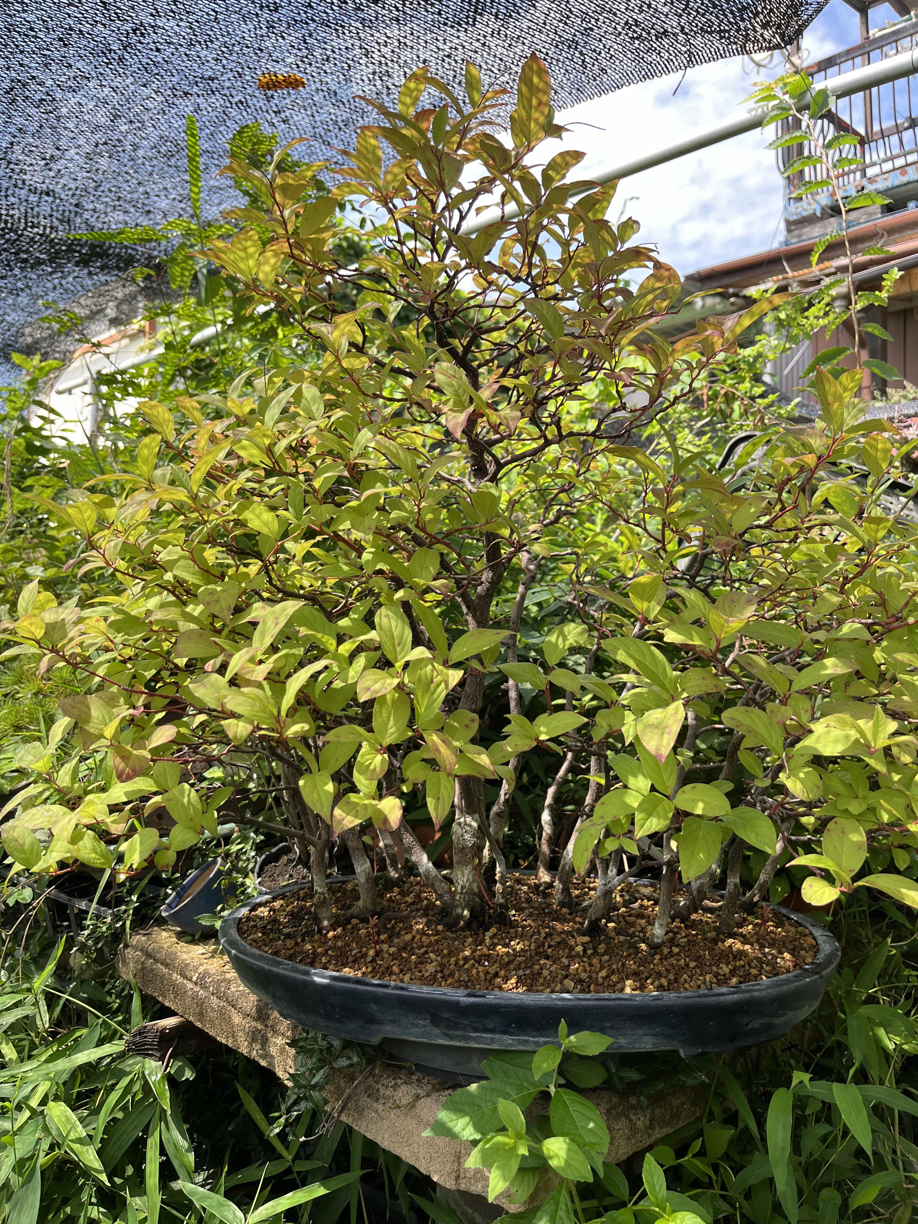 Itea japonica