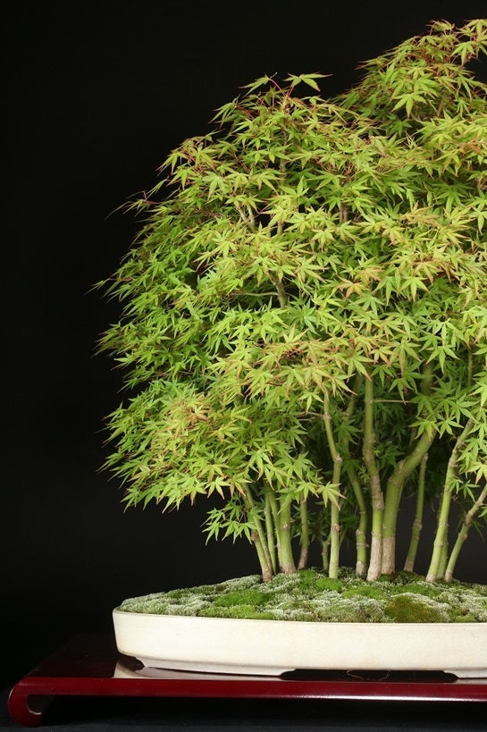 Acer palmatum 'Yuki Hime'