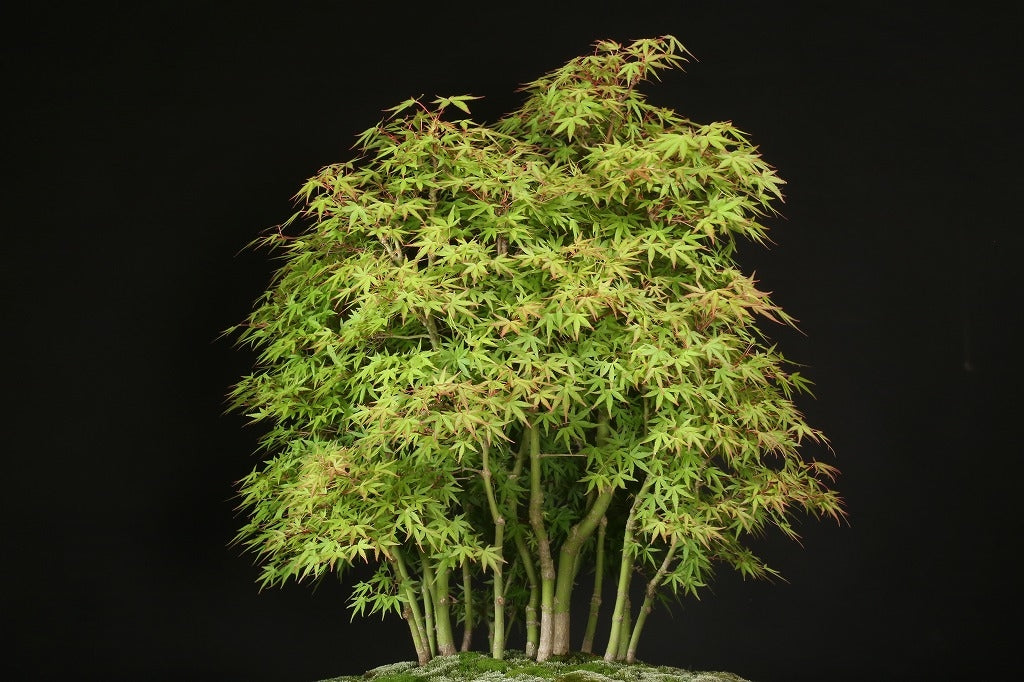 Acer palmatum 'Yuki Hime'