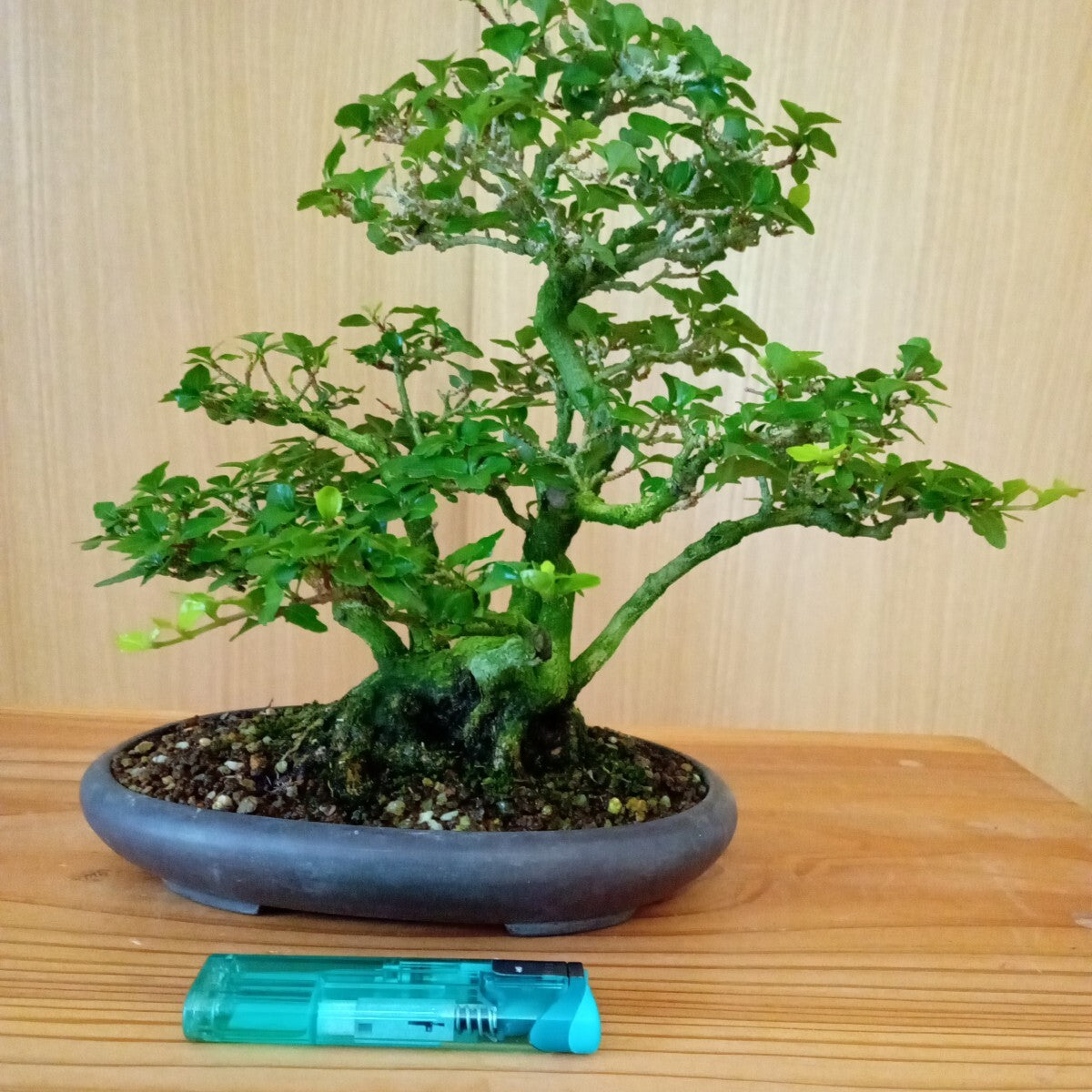 Premna japonica