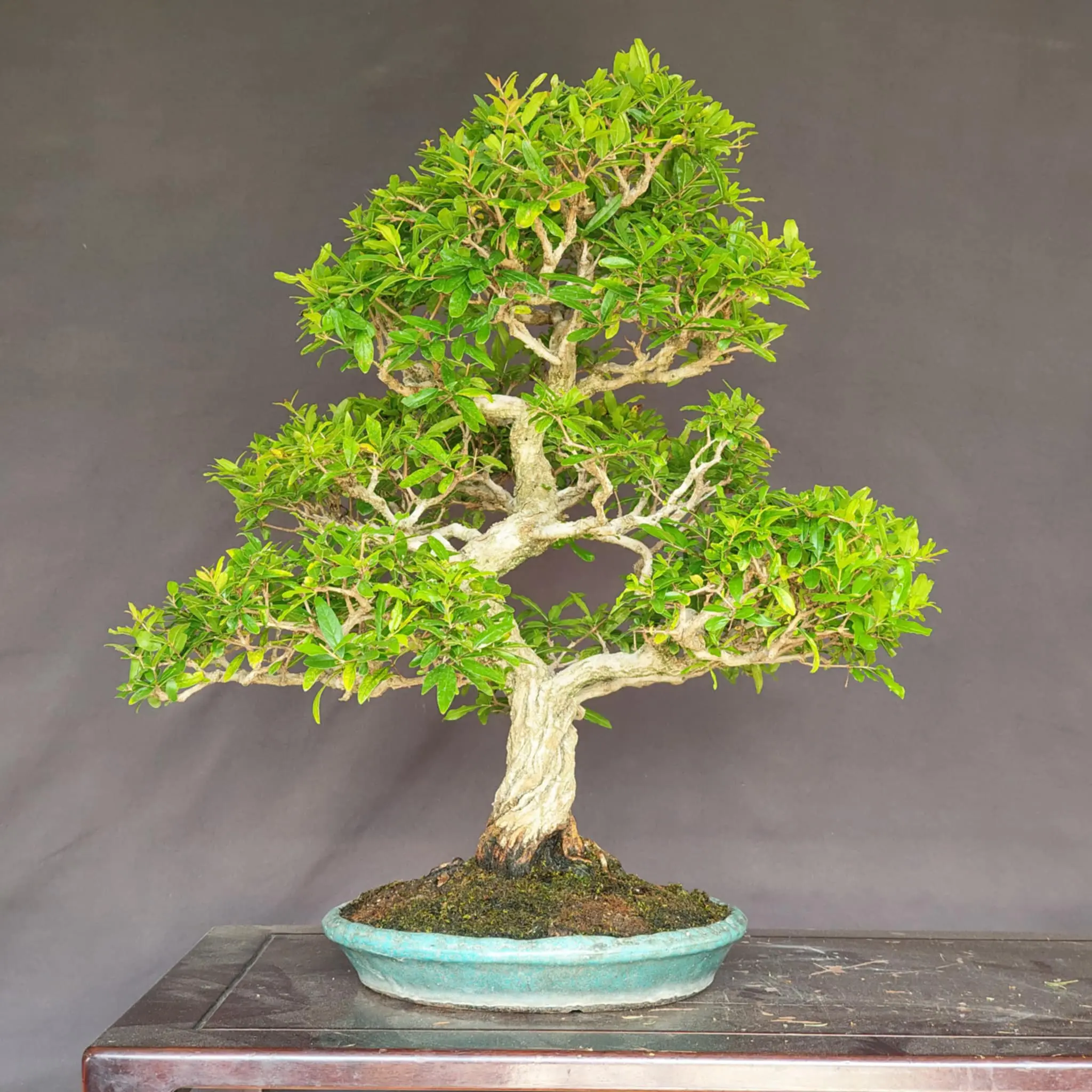 Punica granatum (Kouka-en) Canada Bonsai
