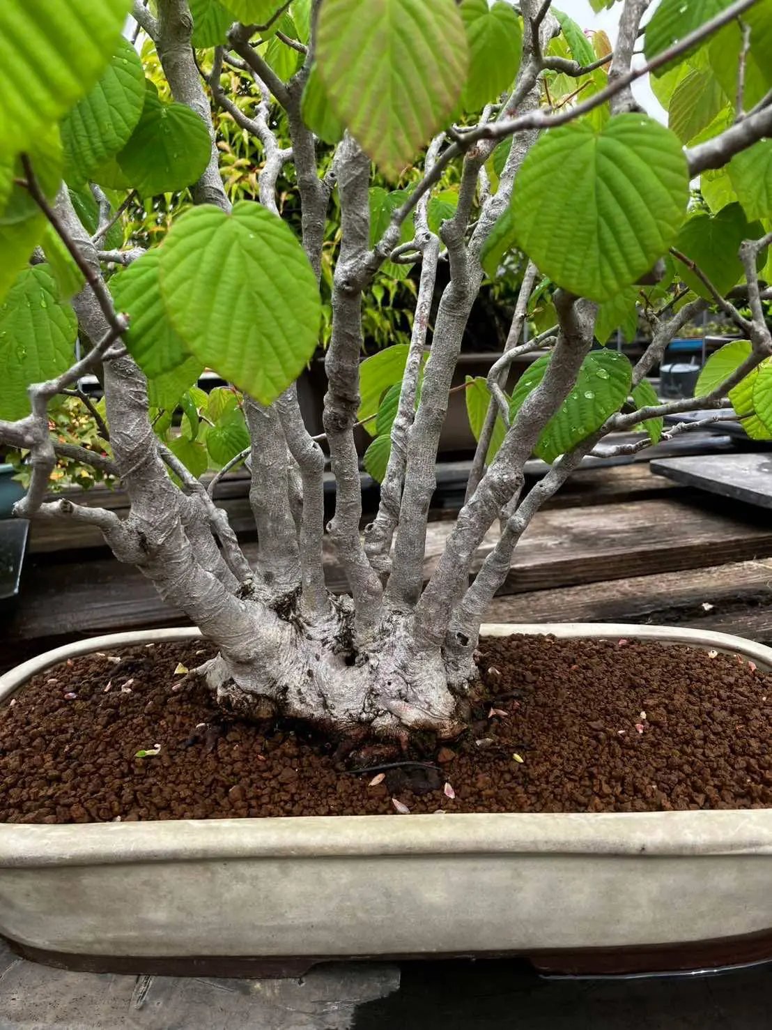 Corylopsis spicata Canada Bonsai