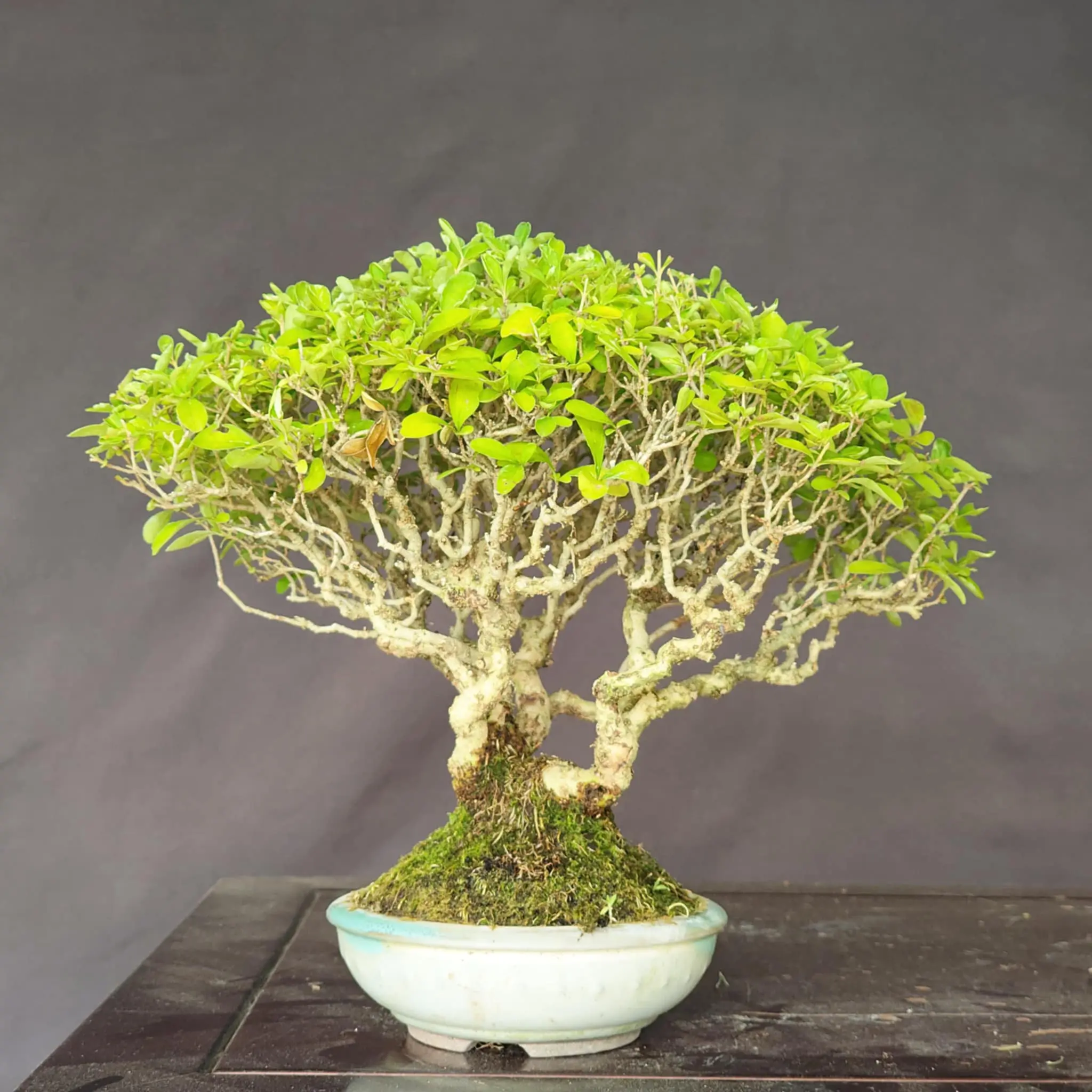 Ligustrum obtusifolium Canada Bonsai