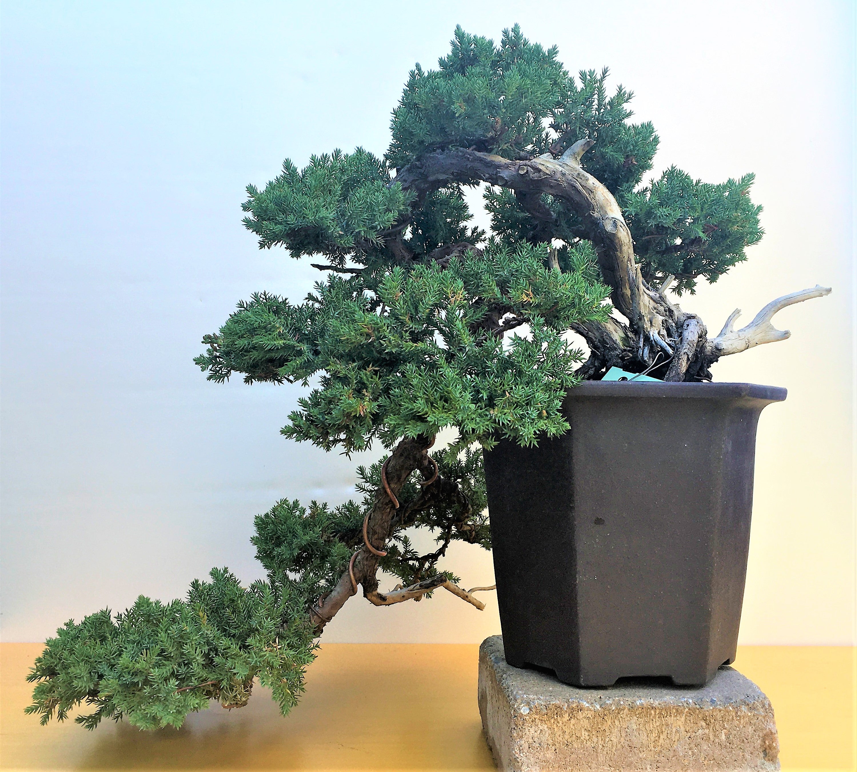 Juniperus procumbens